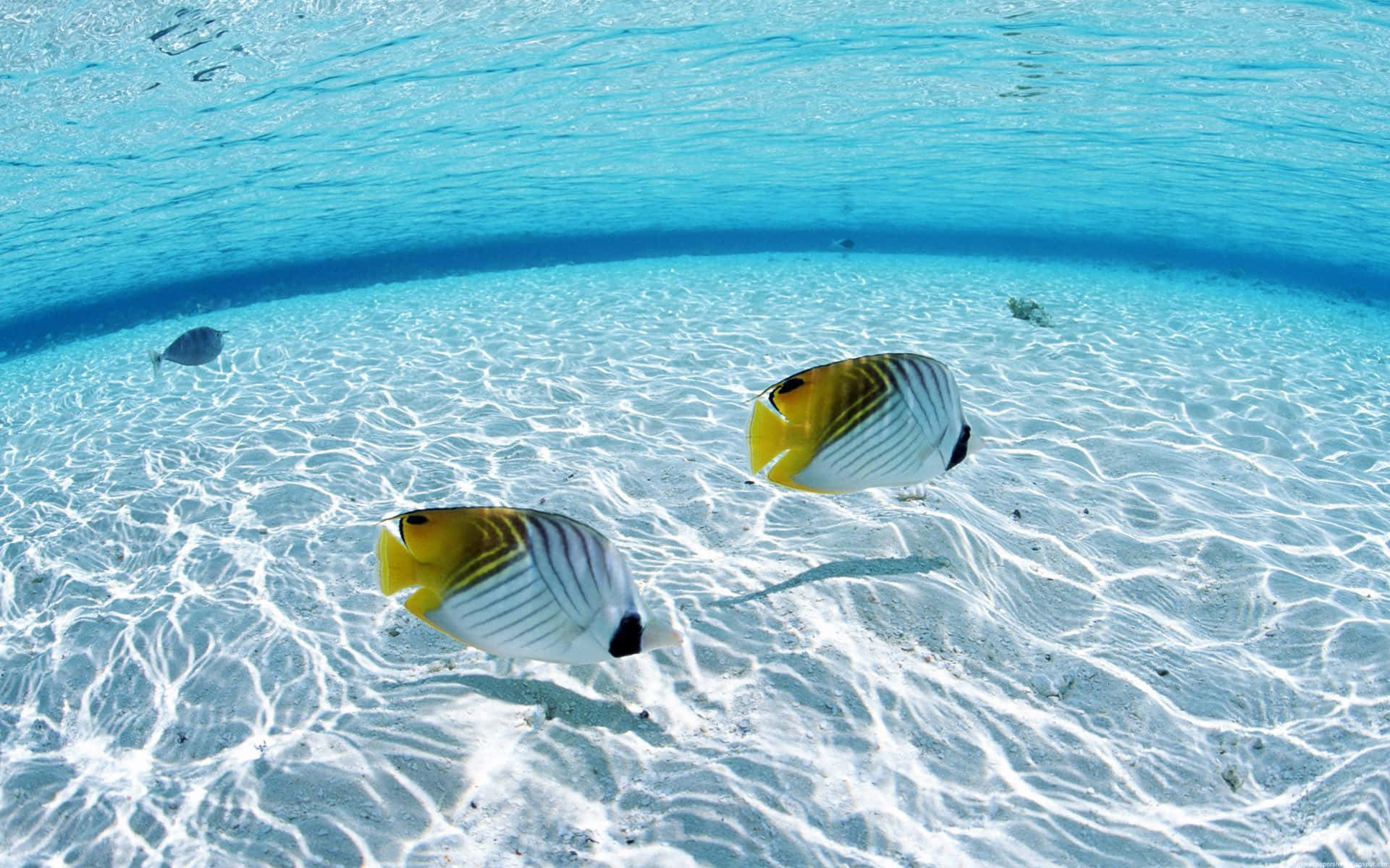 Underwater Ocean 桌布 壁紙 — 兩條鮮豔的黃白蝴蝶魚在陽光斑駁的白沙上優雅地滑行，海水清澈見底，呈現藍綠色。