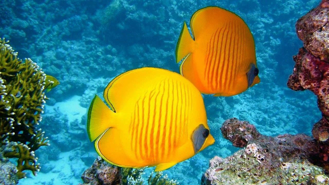 Beautiful Fish 桌布 壁紙 — 兩條鮮黃色的蝴蝶魚在清澈的藍色熱帶水域中，於色彩繽紛的珊瑚礁間優雅地游動。