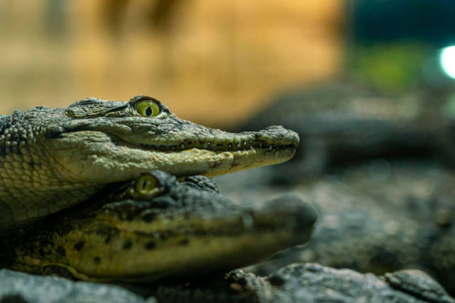 Alligator 桌布 壁紙 — 兩條鱷魚在岩石上疊在一起休息，用強烈的黃色眼睛向前凝視。