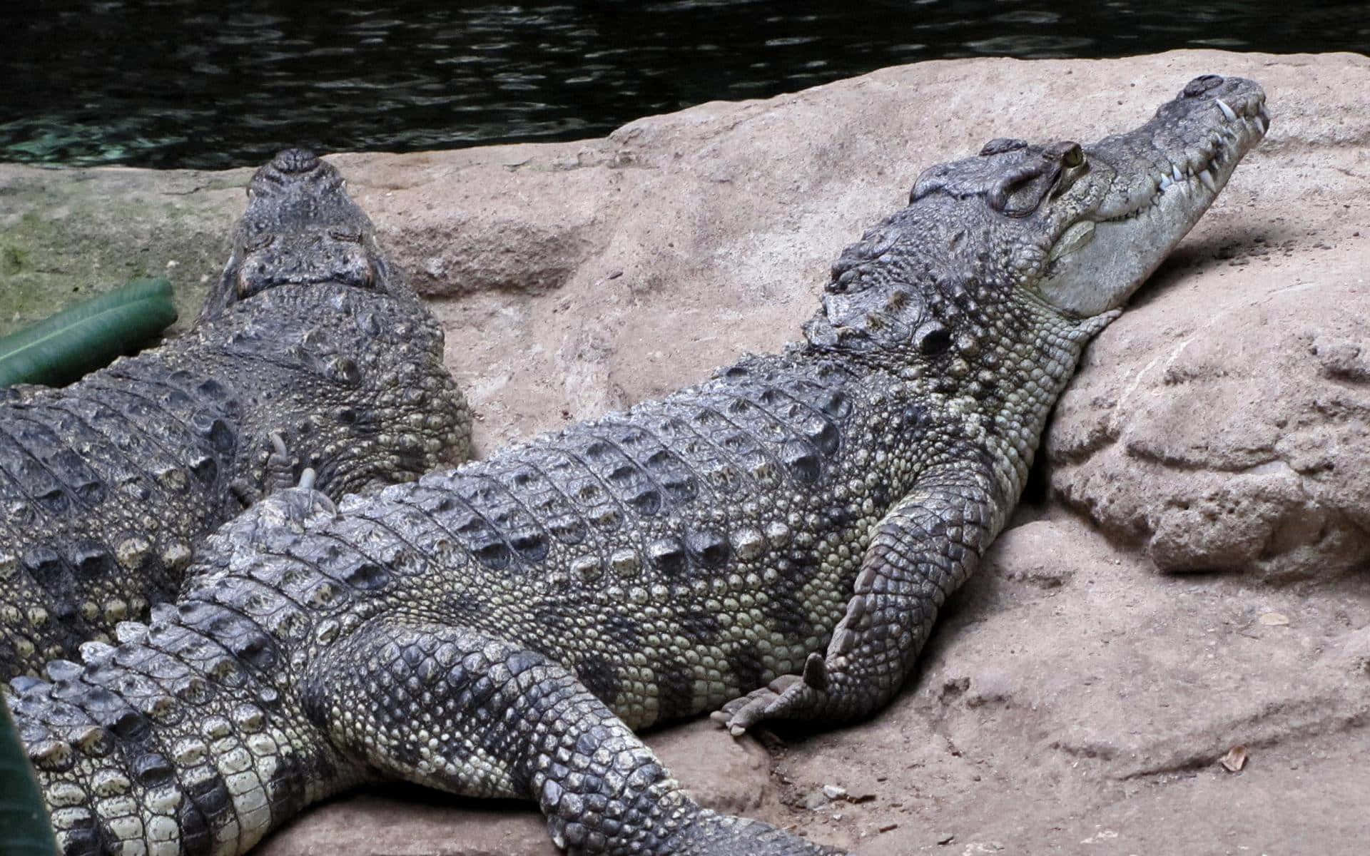Alligator 桌布 壁紙 — 兩條鱷魚在暗水邊的陽光溫暖岩石上靜止不動，牠們佈滿鱗片的灰色身體與崎嶇地形融為一體。