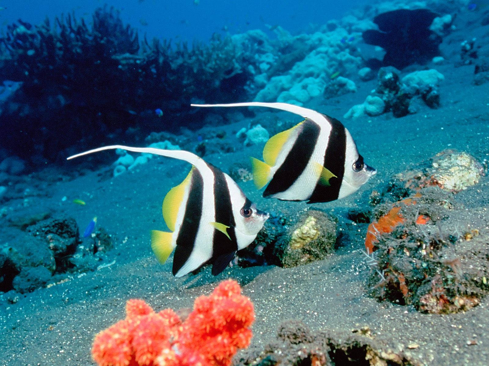 Beautiful Fish 桌布 壁紙 — 兩條黑、白、黃色的長鰭神仙魚在充滿活力的珊瑚礁附近的沙質海底優雅地游動。