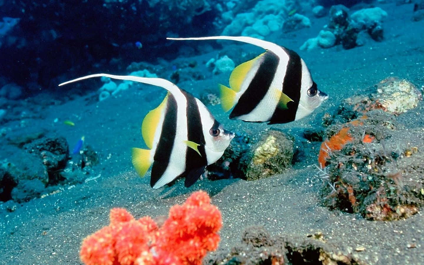 魚 桌布 壁紙 — 兩條黑色、白色和黃色的長鰭神仙魚在沙質海床上優雅地游動，靠近充滿活力的珊瑚礁。