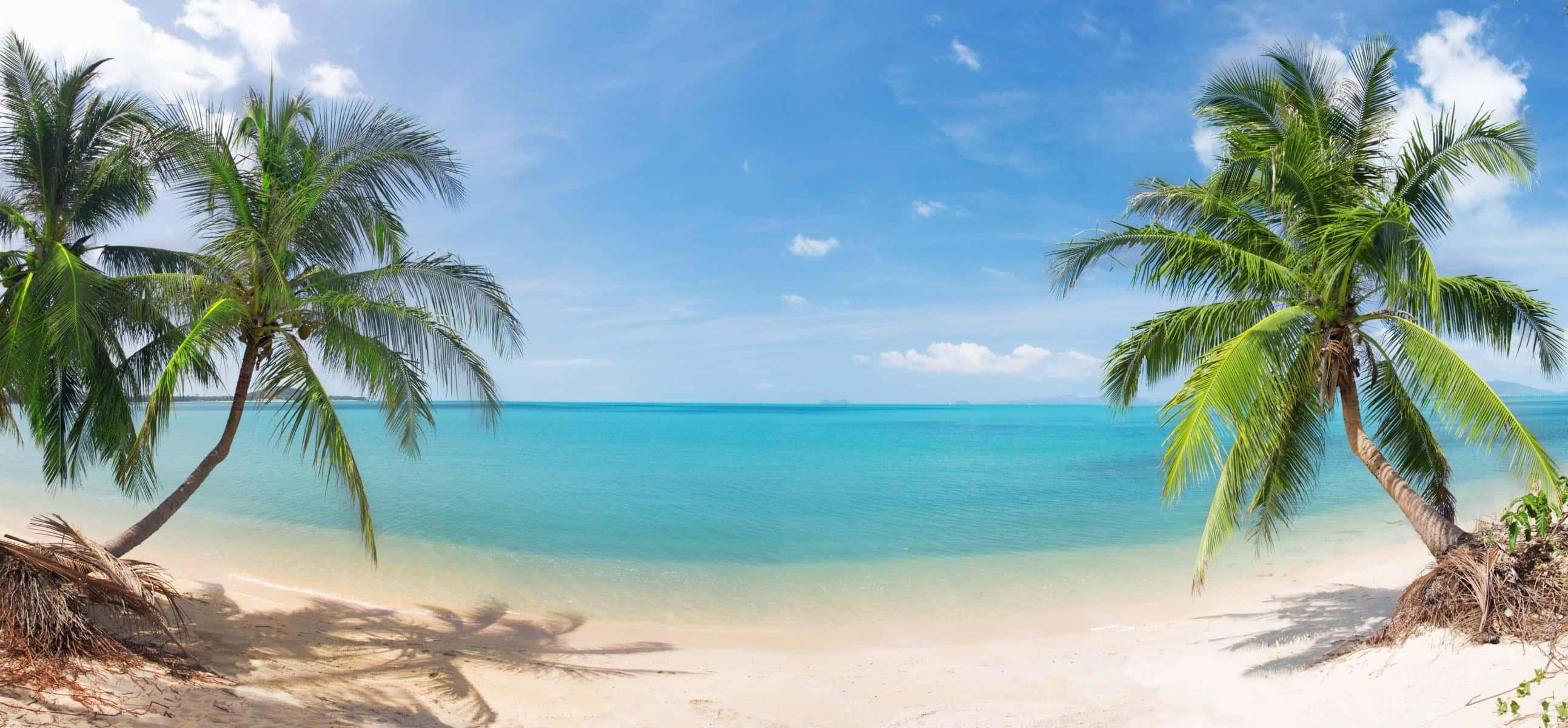 720p Beach 桌布 壁紙 — 兩棵傾斜的棕櫚樹框住一片純淨的白色沙灘，配以碧綠色的海洋，上方是晴朗的藍天，點綴著幾朵散雲。