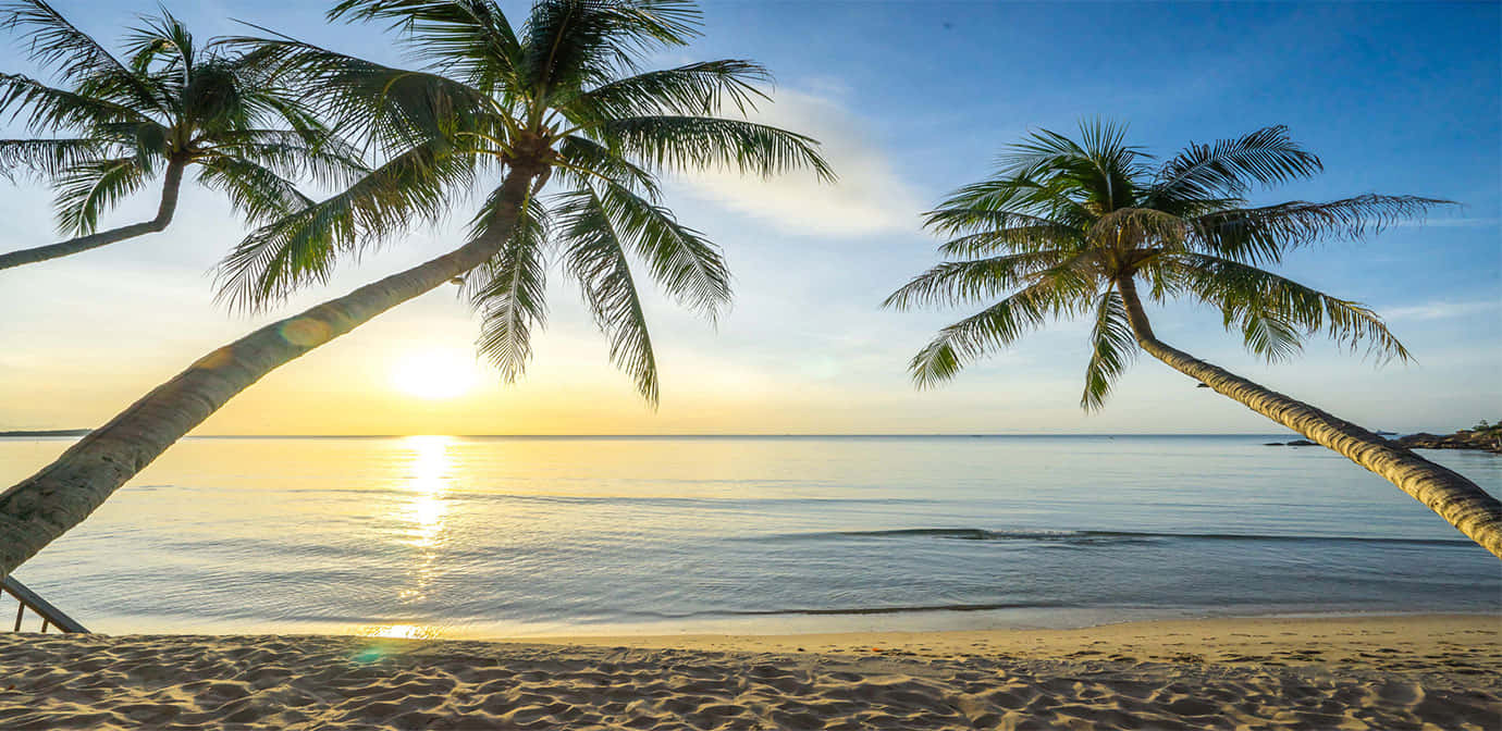 paradise 桌布 壁紙 — 兩棵傾斜的棕櫚樹框住了沙灘上平靜海面上的金色日落。