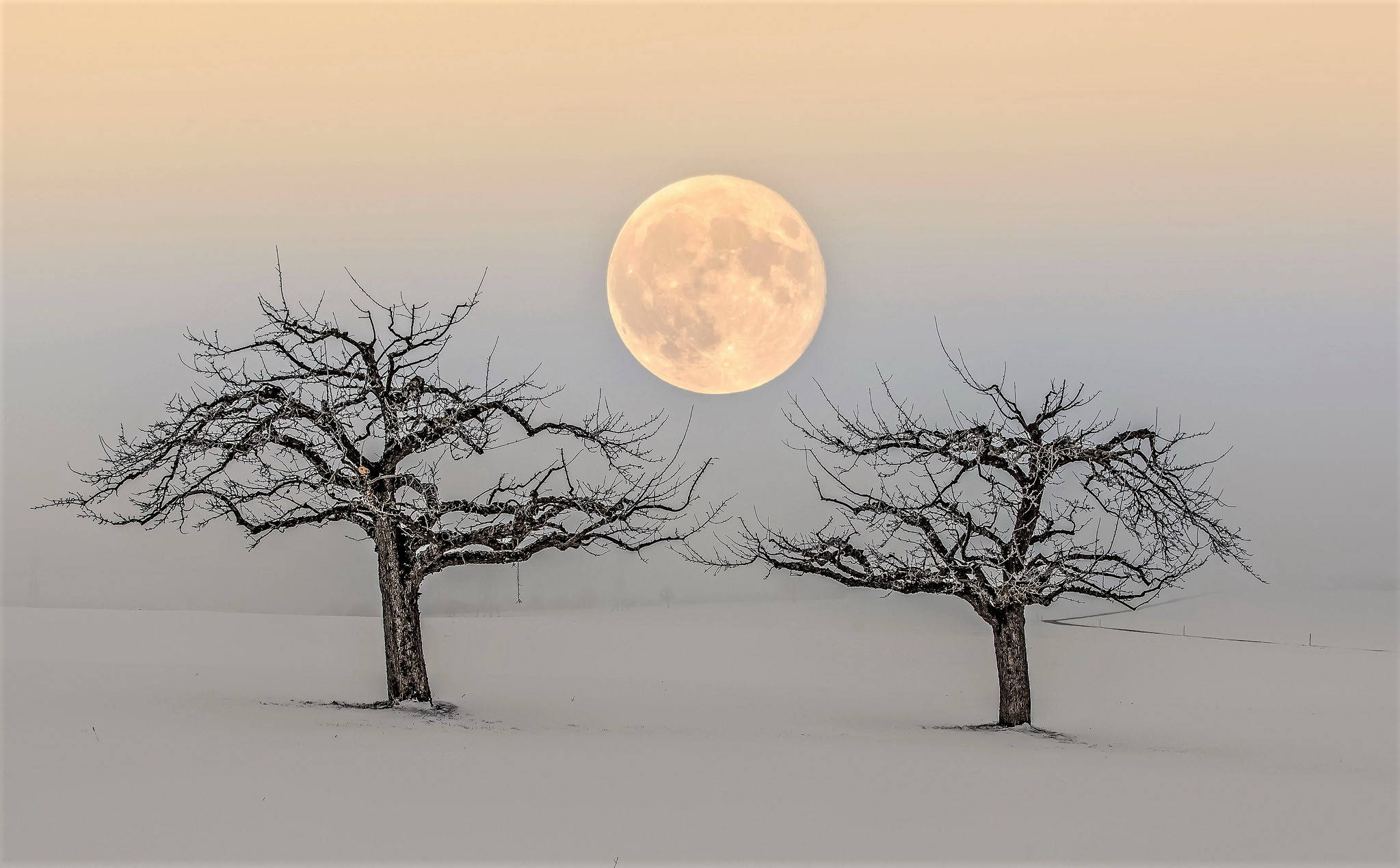Beautiful Full Moon 桌布 壁紙 — 兩棵光禿禿的樹上灑滿了雪，佇立在結冰的田野上，背景是暮色中巨大而發光的滿月。