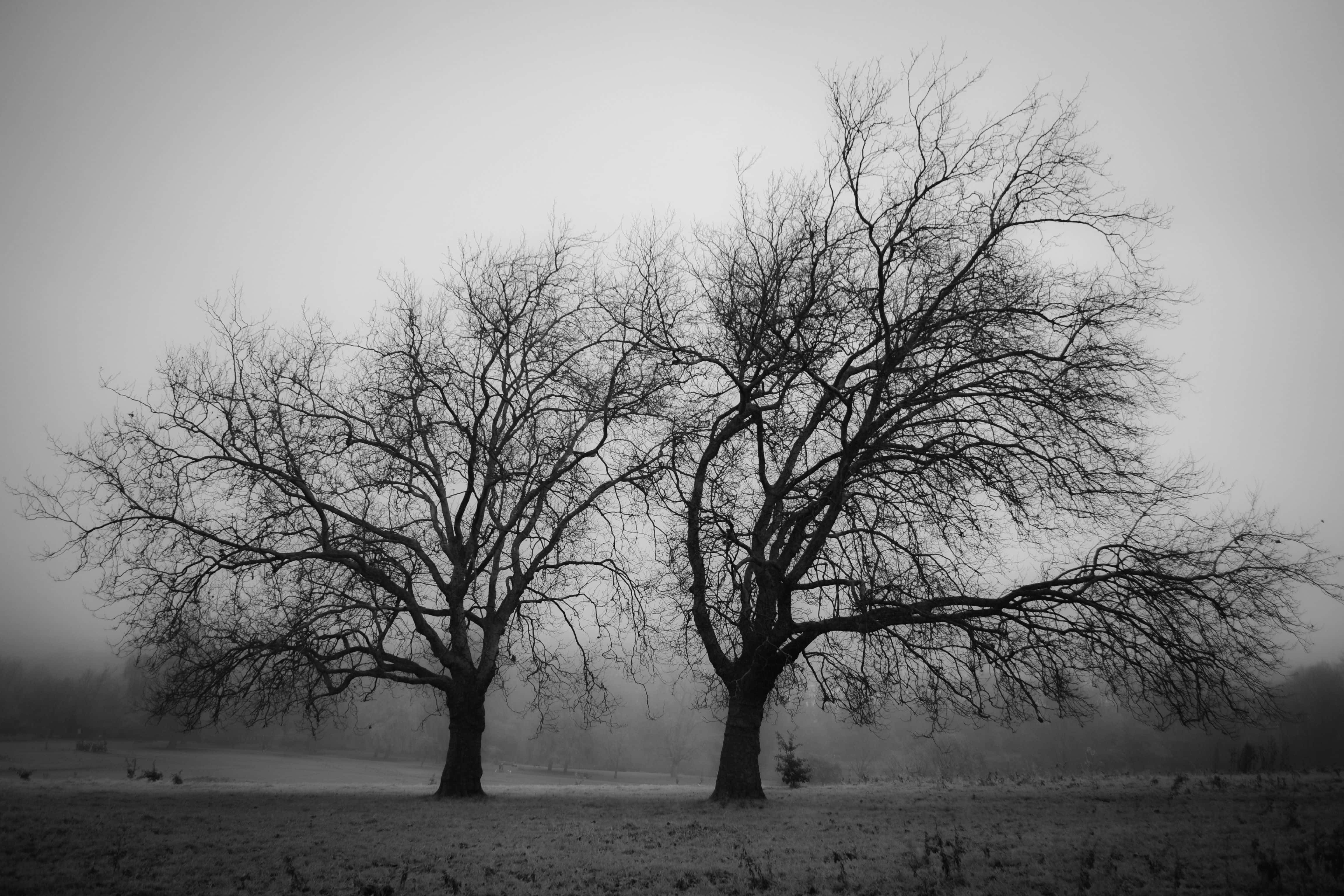 Black And White Landscape 桌布 壁紙 — 兩棵光禿禿的樹在單色冬季田野中，以霧濛濛的灰色天空為背景形成剪影。