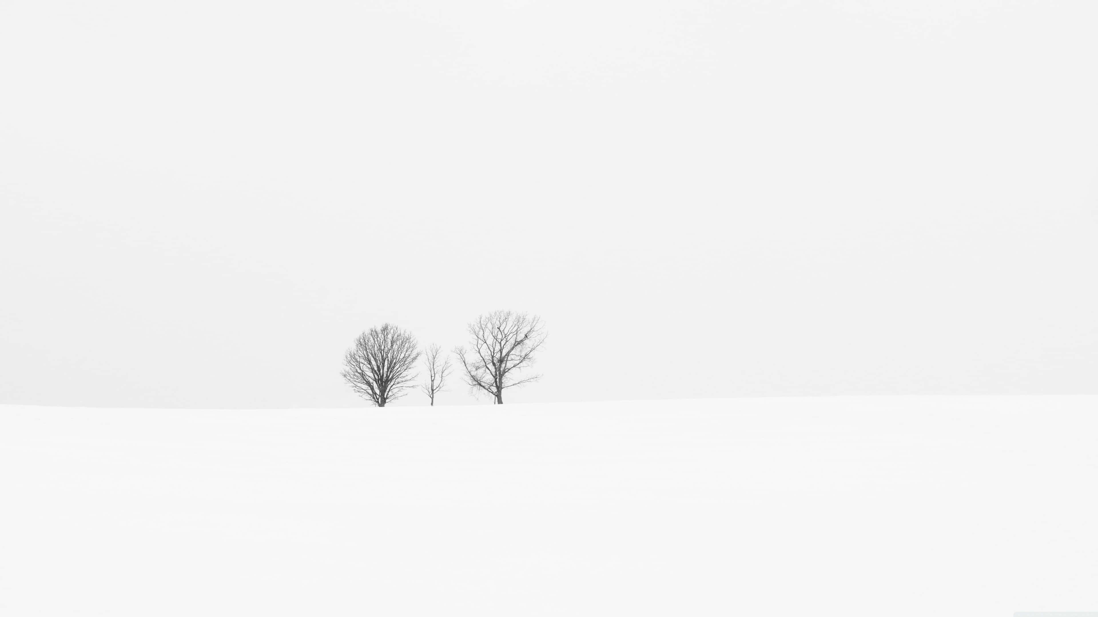 4K Minimal 桌布 壁紙 — 兩棵光禿禿的樹孤獨地矗立在廣闊的雪地上，蒼白的冬日天空下。