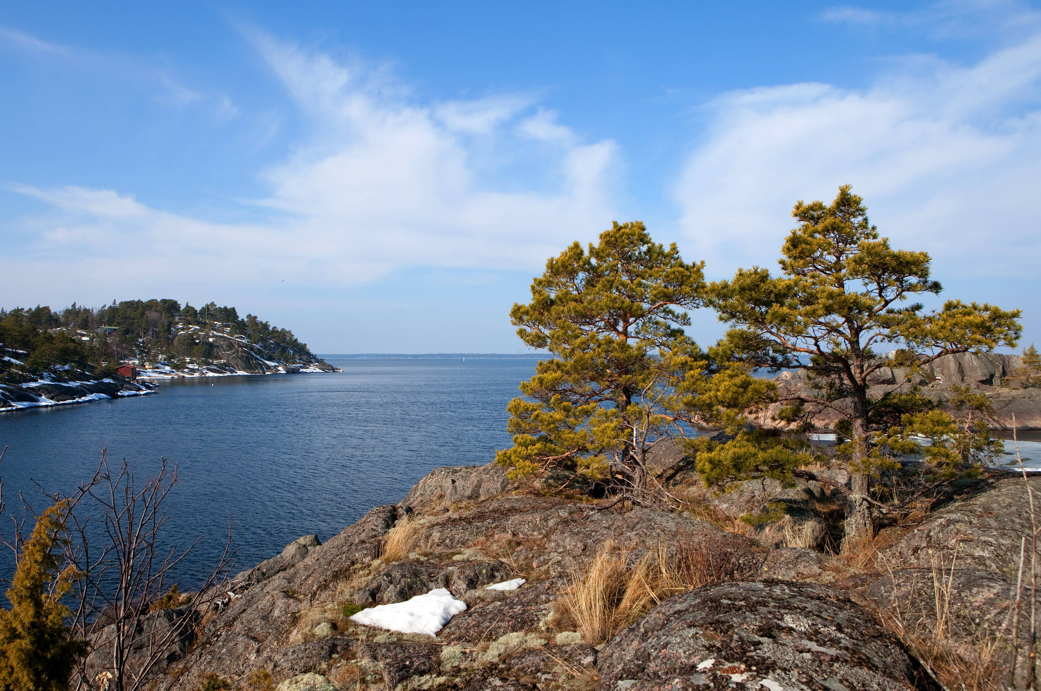 Sweden 桌布 壁紙 — 兩棵堅韌的松樹矗立在岩石懸崖上，俯瞰著平靜的藍色海洋，海面上有雪塊，天空明亮。