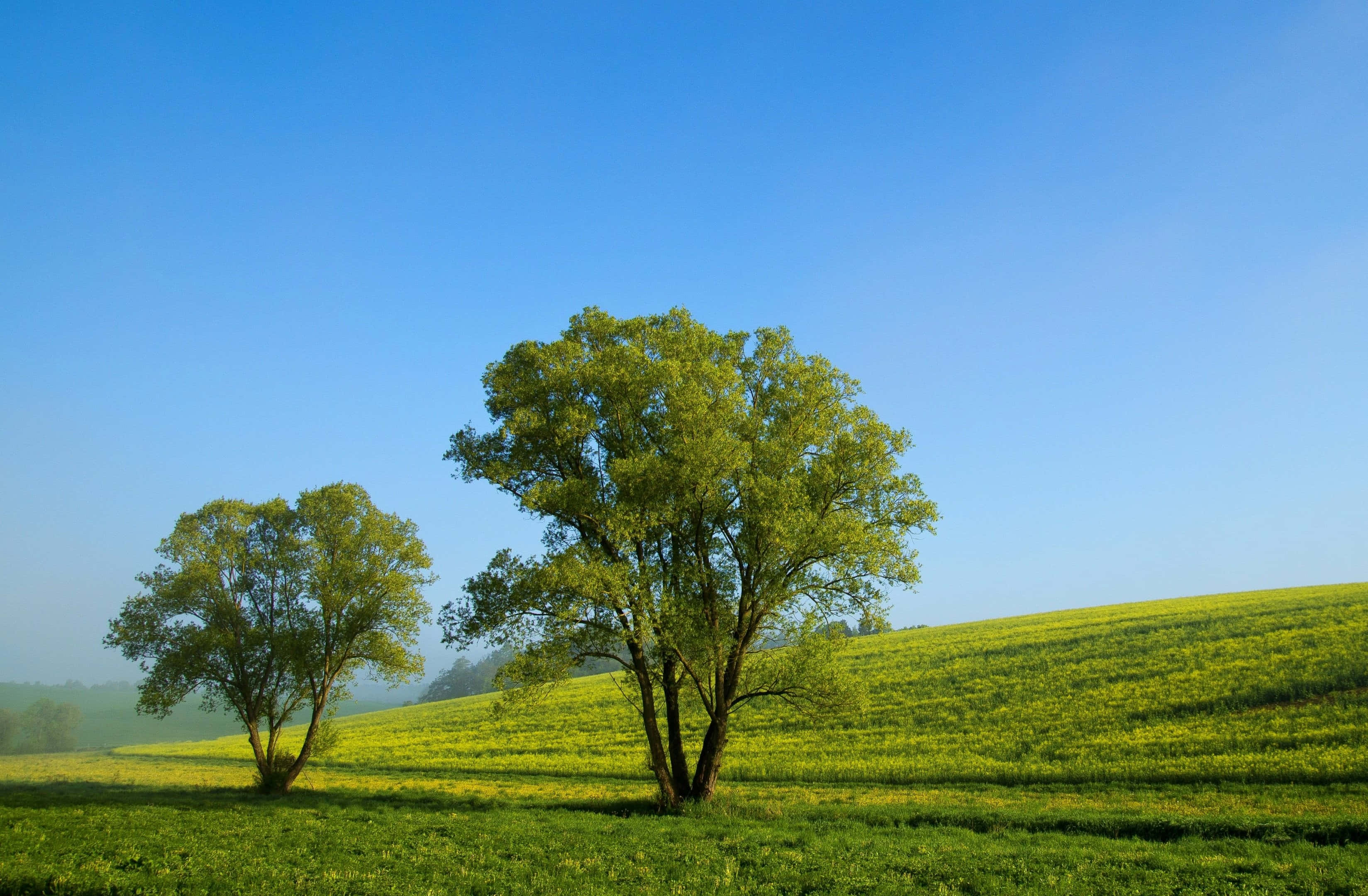 風景 桌布 壁紙 — 兩棵孤獨的樹木矗立在陽光照耀的綠色山丘上，廣闊清澈的藍天下有霧氣瀰漫的遠方樹木。