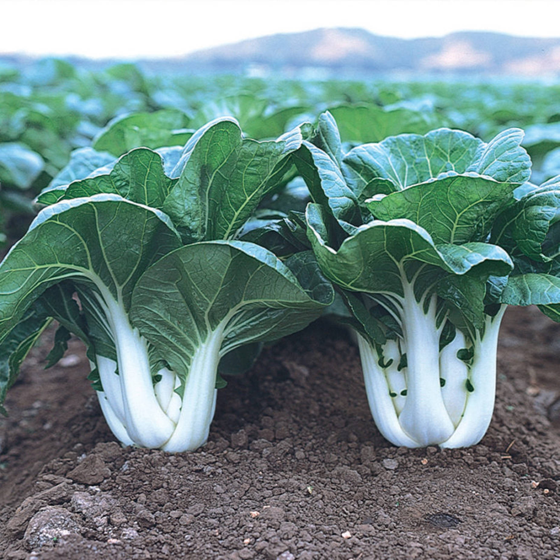 Vegetables 桌布 壁紙 — 兩棵新鮮青江菜，莖部潔白爽脆，葉片翠綠鮮亮，在柔和日光下生長於肥沃土壤中。