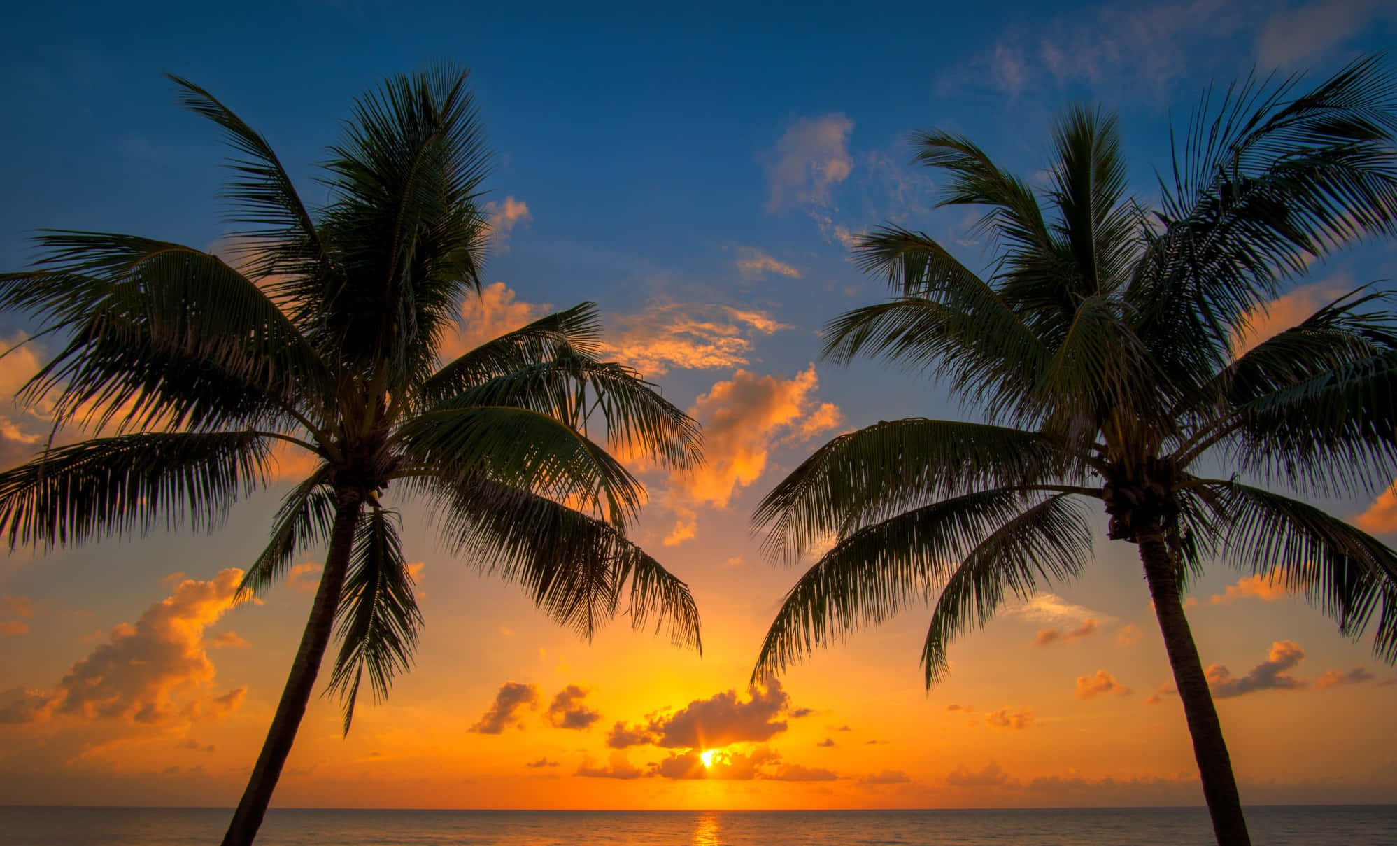 Beach Palm Trees 桌布 壁紙 — 兩棵棕櫚樹剪影，映襯著平靜海面上充滿活力的橙色和藍色日落。