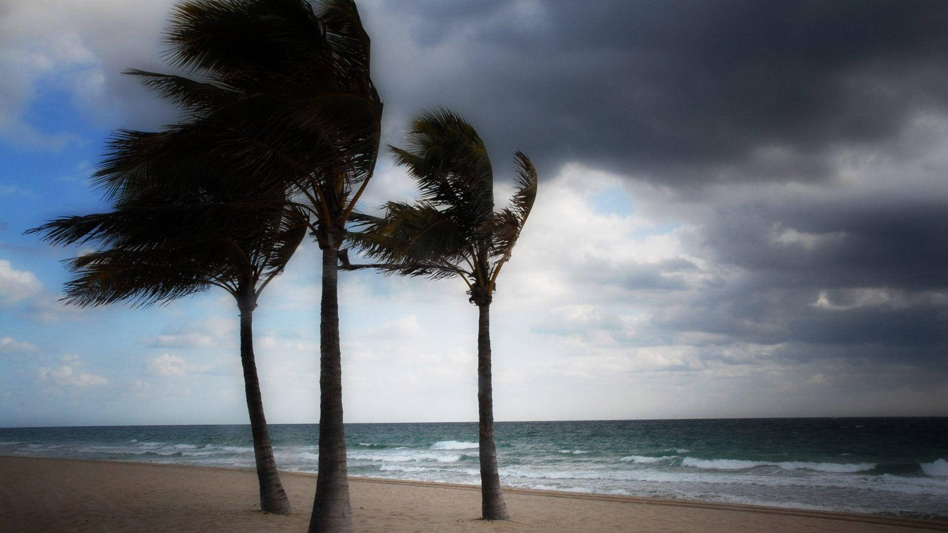 Wind 桌布 壁紙 — 兩棵棕櫚樹在颶風級強風中猛烈彎曲，背景是風暴海灘和翻騰的海浪。