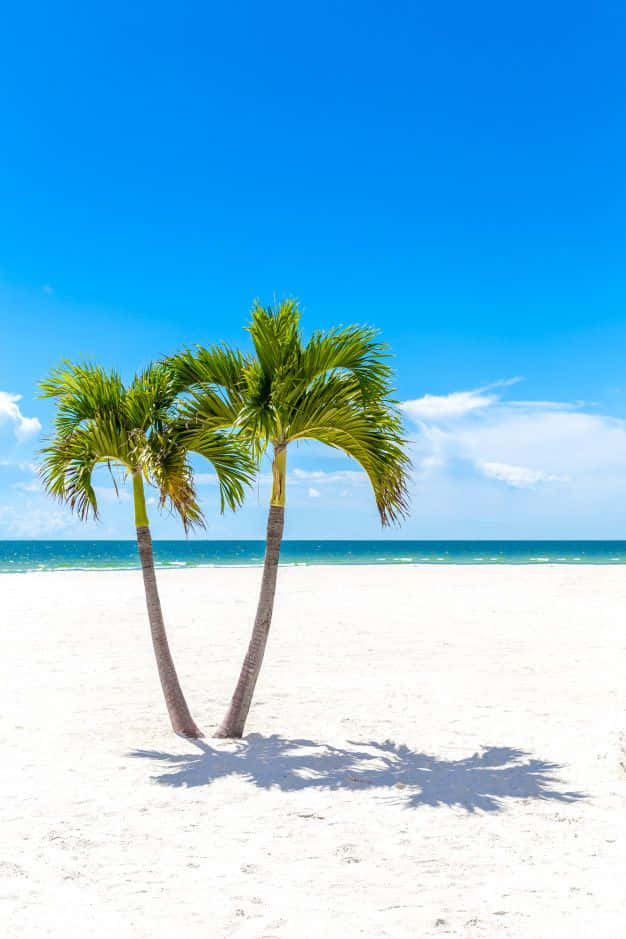 Palm Trees Beach 桌布 壁紙 — 兩棵棕櫚樹矗立在純淨的白色沙灘上，遠處是湛藍的天空和碧綠的海浪。