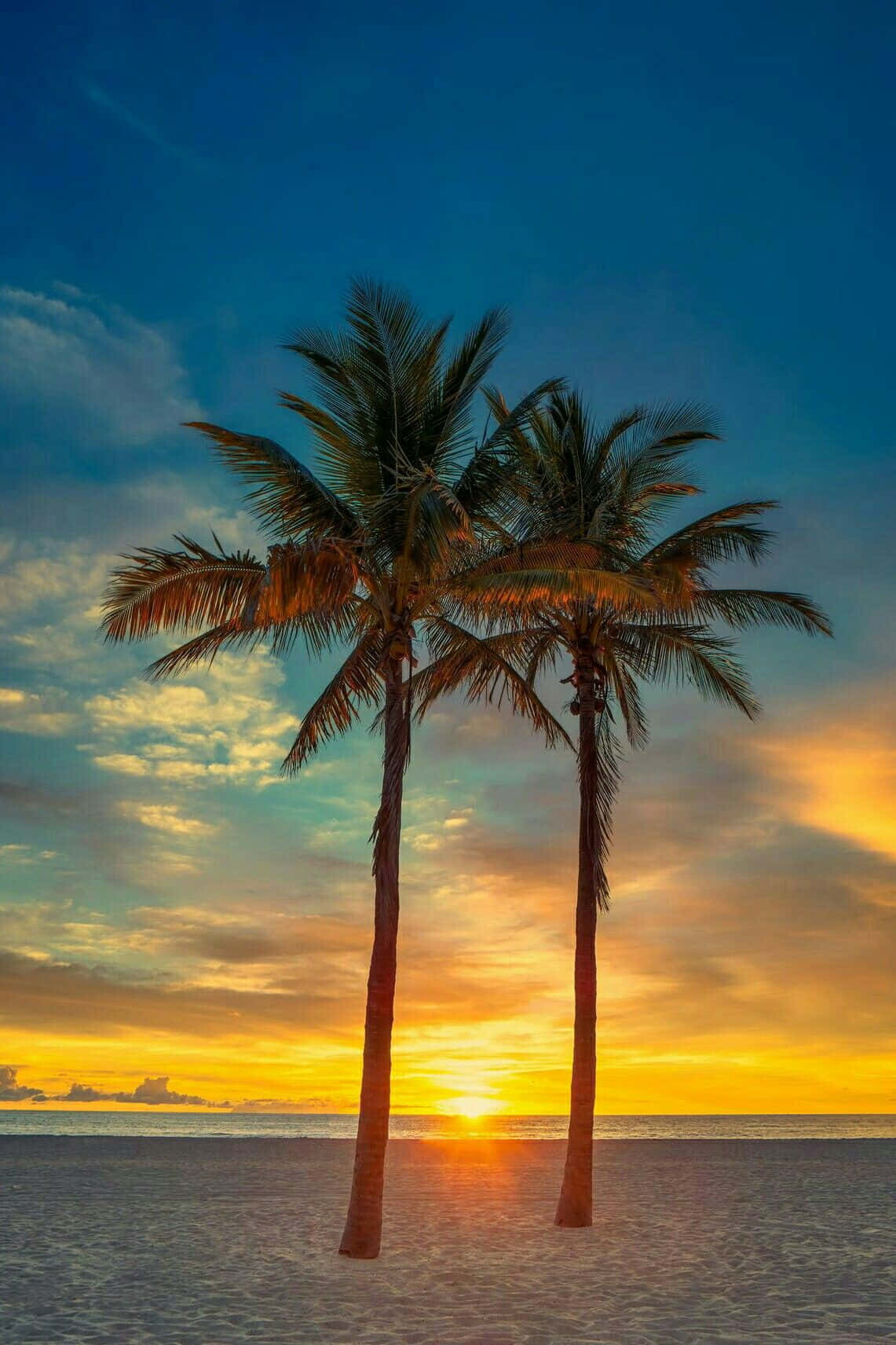 Palm Trees Beach 桌布 壁紙 — 兩棵棕櫚樹高高聳立在沙灘上，夕陽西下，將金色光芒灑向海洋和天空。