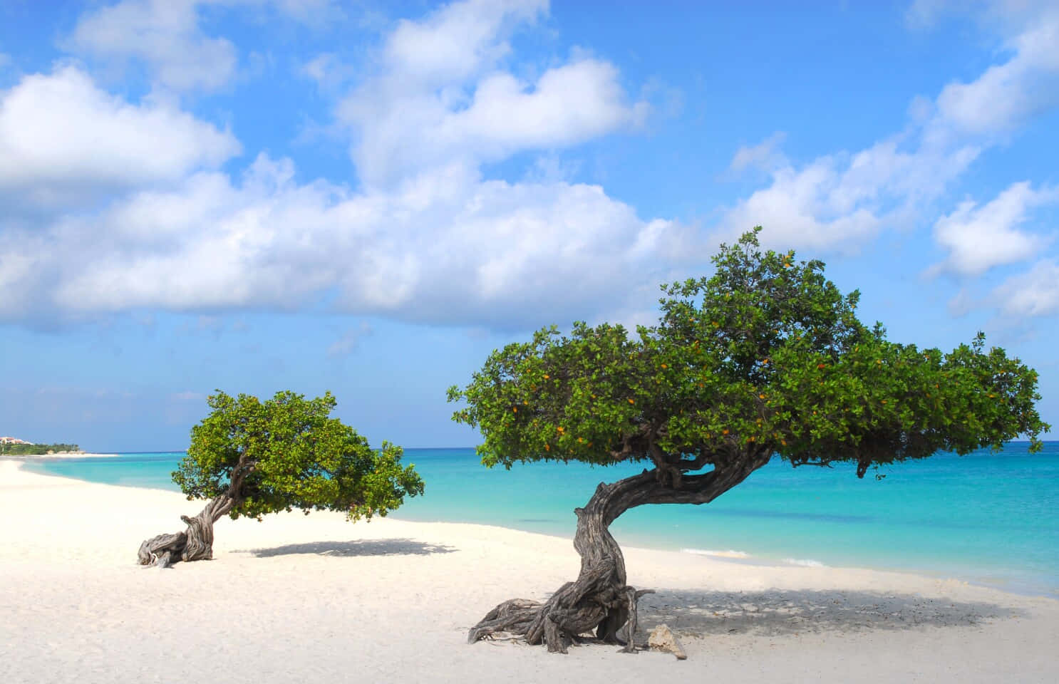 Caribbean 桌布 壁紙 — 兩棵樹幹扭曲、樹冠茂盛翠綠的樹木，矗立在純淨的白色沙灘上，旁邊是碧綠的海水，上方是藍天白雲。