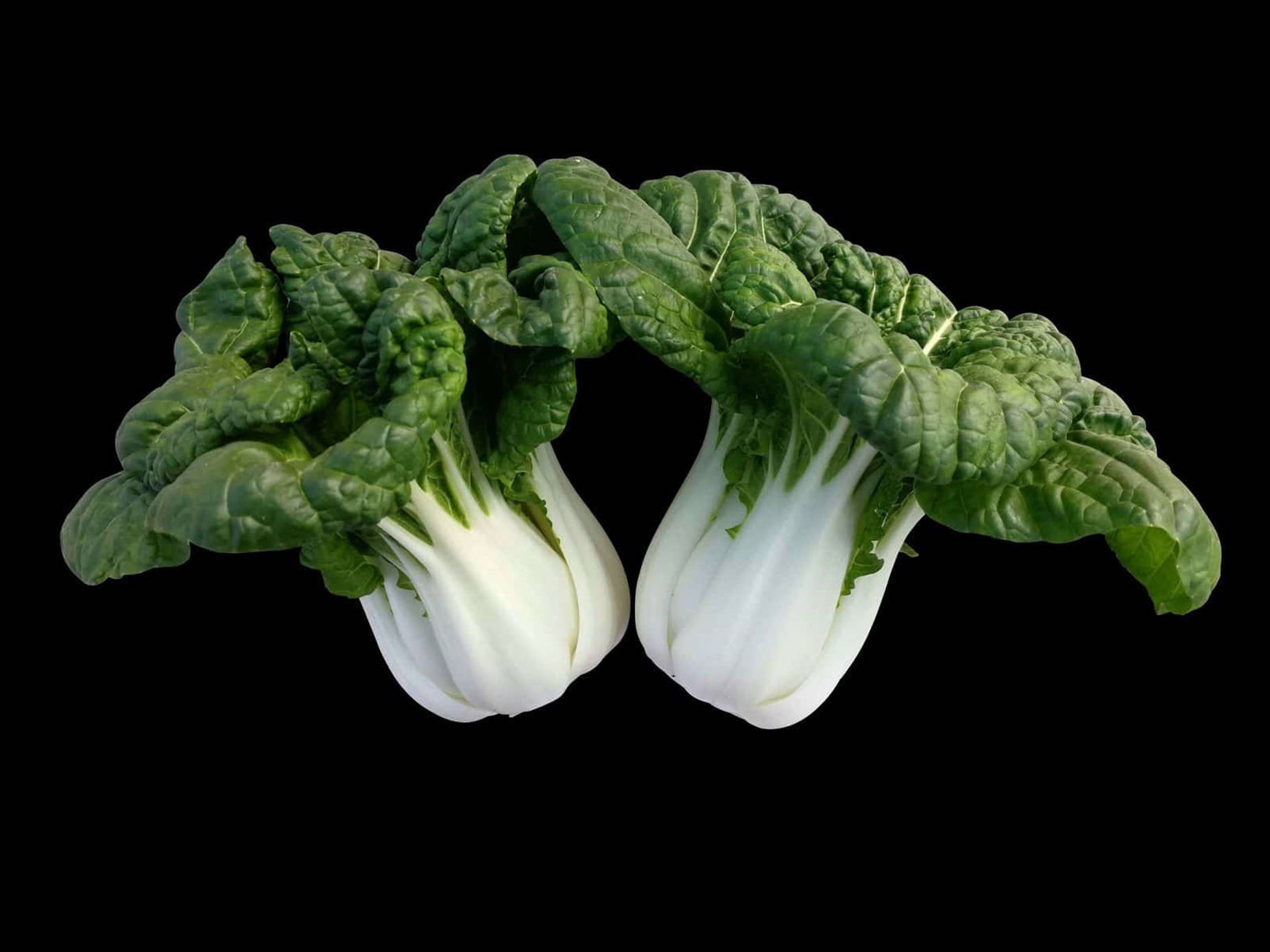 Vegetables 桌布 壁紙 — 兩棵爽脆的青江菜頭，帶有鮮綠色葉子和白色莖部，在純黑色背景下格外突出。