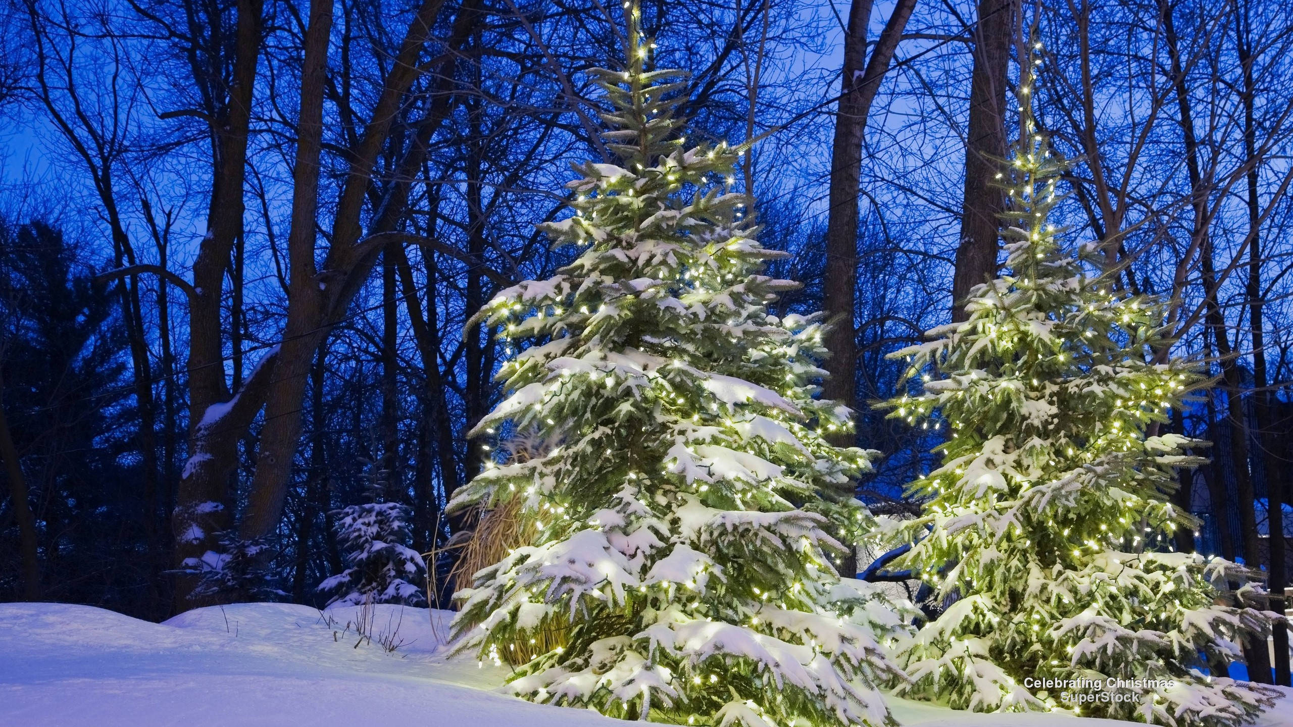 Christmas Forest 桌布 壁紙 — 兩棵被雪覆蓋的常綠樹在深藍色的暮色森林中，用串燈溫暖地發光。