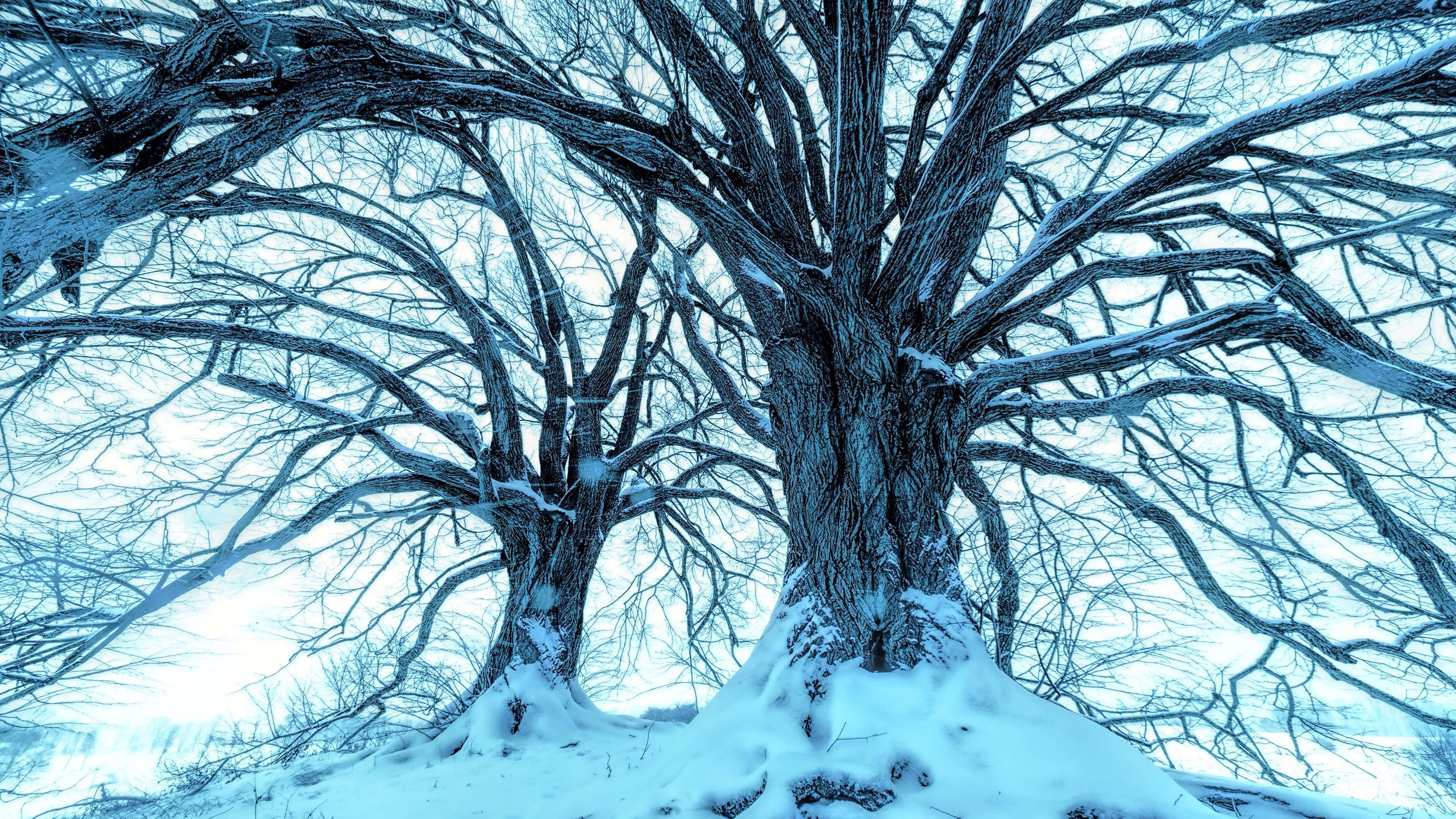 Snow Trees 桌布 壁紙 — 兩棵被雪覆蓋的樹木，帶有錯綜複雜的裸露樹枝，在明亮的冬日天空下伸展。