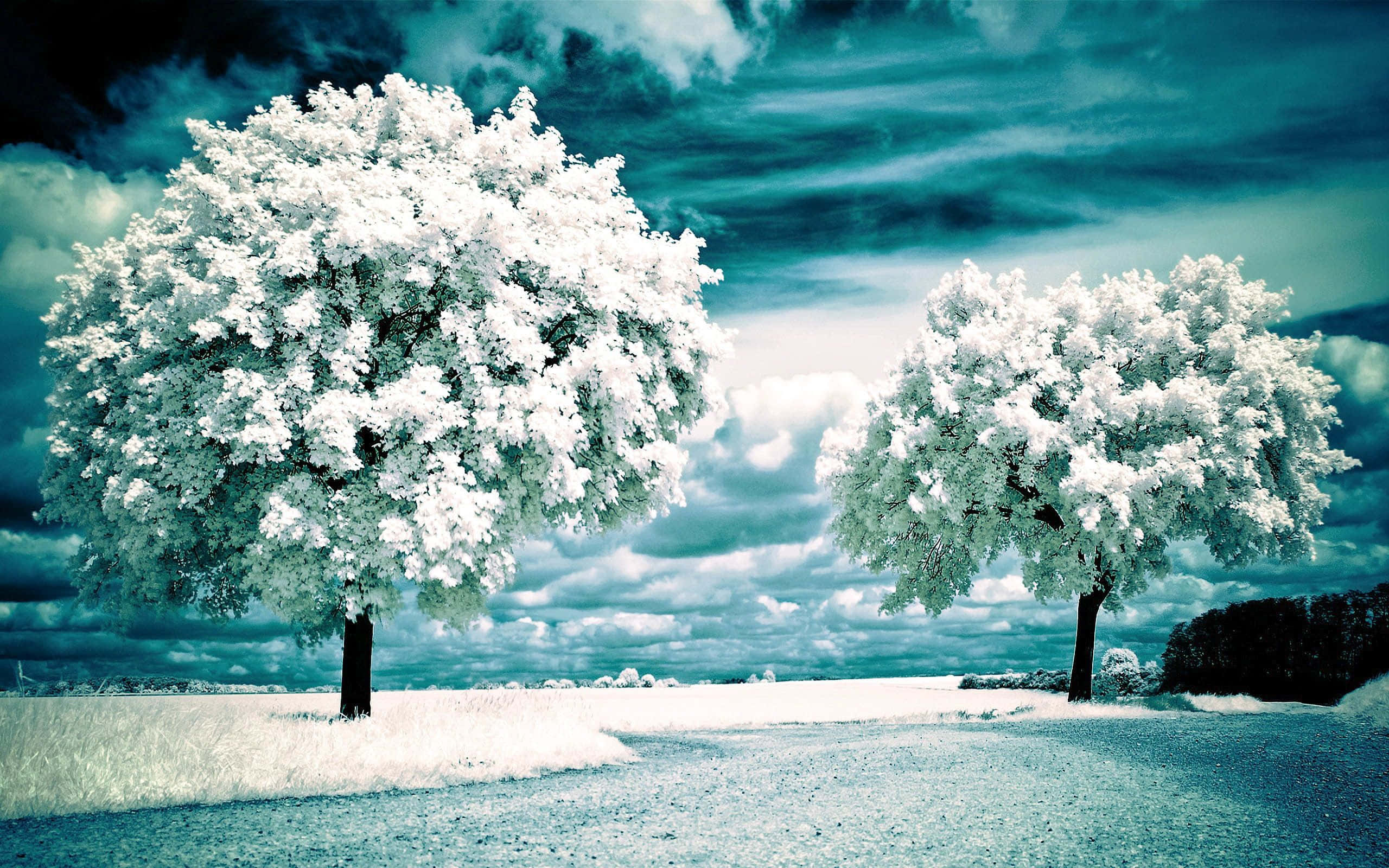 Beautiful Scenery Desktop 桌布 壁紙 — 兩棵被雪覆蓋的樹木矗立在結霜的田野上，天空佈滿戲劇性的青綠色和白色雲層。