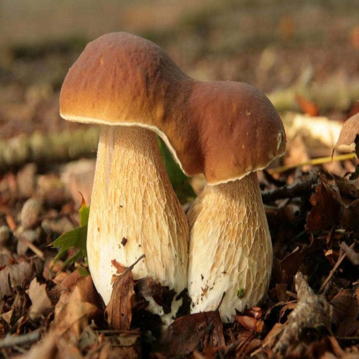 Plant 桌布 壁紙 — 兩棵褐色傘狀、莖部有紋理的蘑菇從一層落葉中冒出。