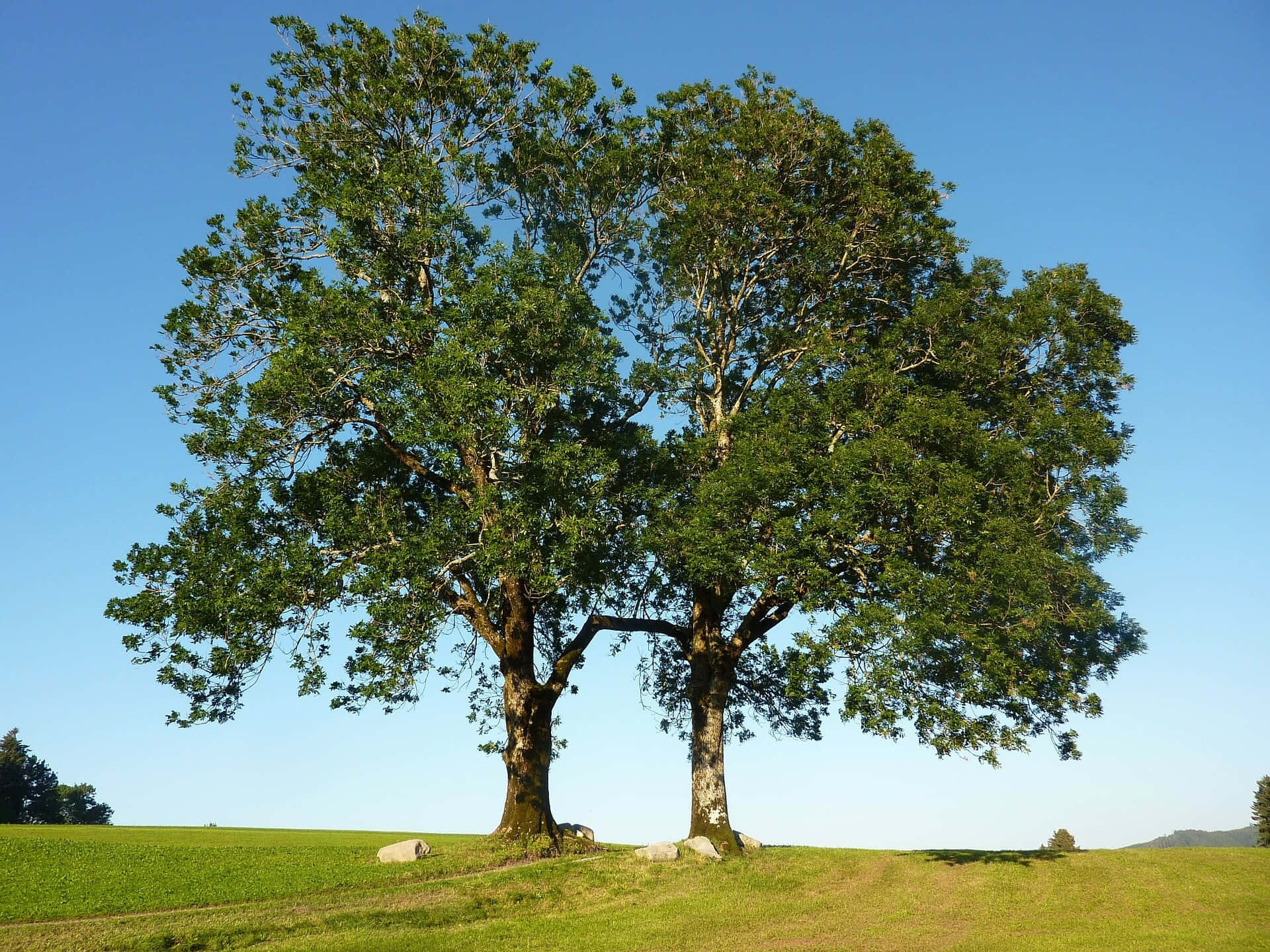 trees 桌布 壁紙 — 兩棵雄偉的橡樹並排矗立在陽光明媚的草地上，背景是清澈的藍天。