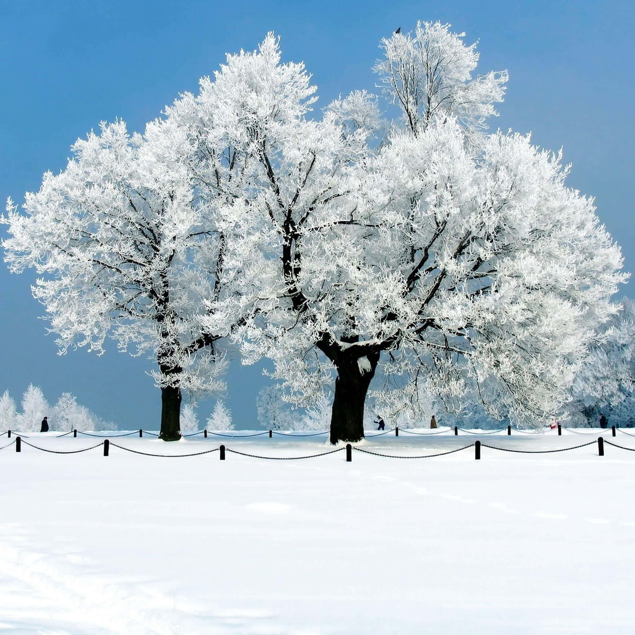 Snowy 桌布 壁紙 — 兩棵雄偉的霜覆樹木在雪地上高高聳立，藍天清澈，前景有鏈條圍欄。