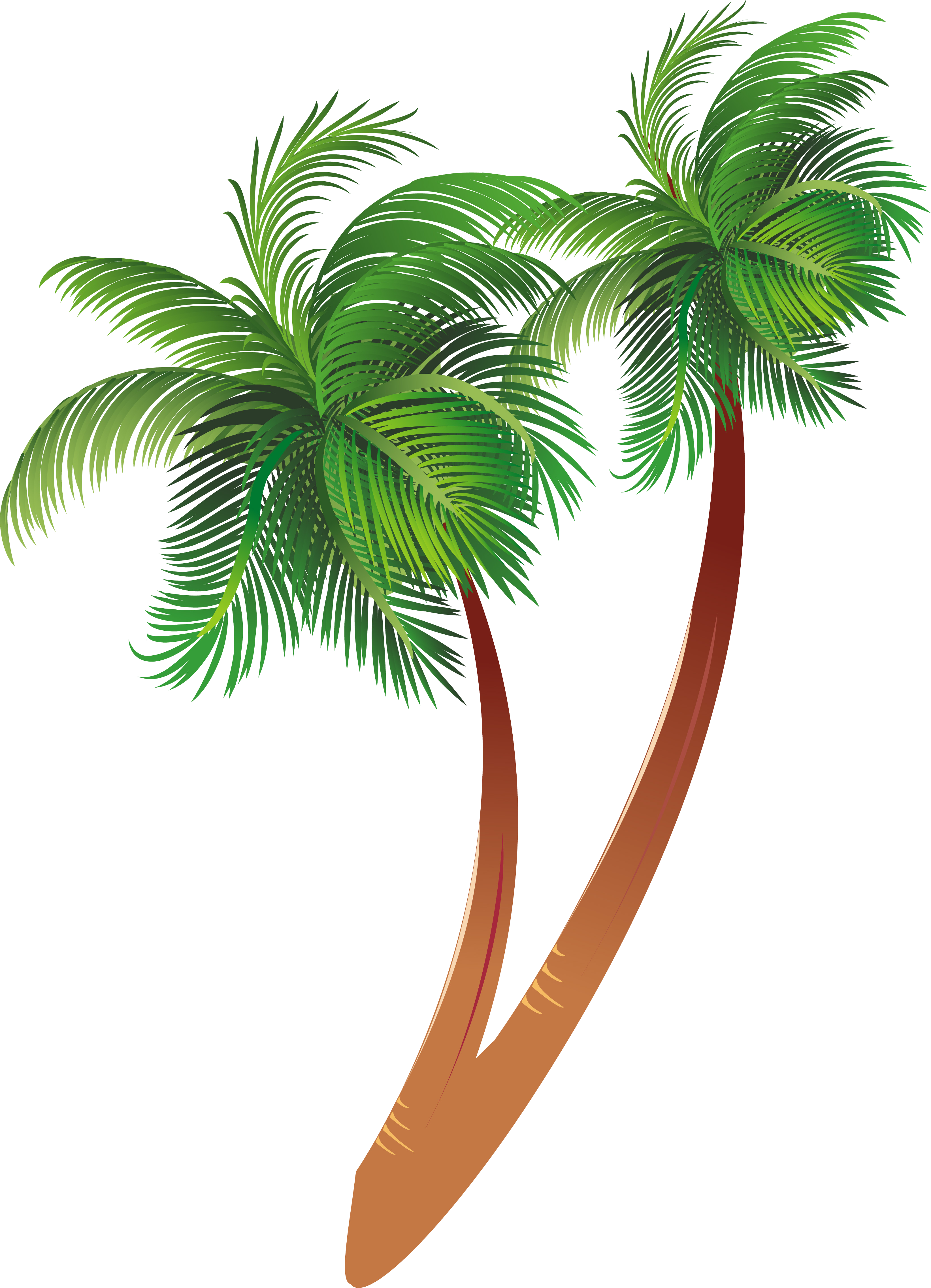 Clip Art 桌布 壁紙 — 兩棵風格化的棕櫚樹，擁有茂密的綠色葉子和彎曲的棕色樹幹，立在純白色背景前。
