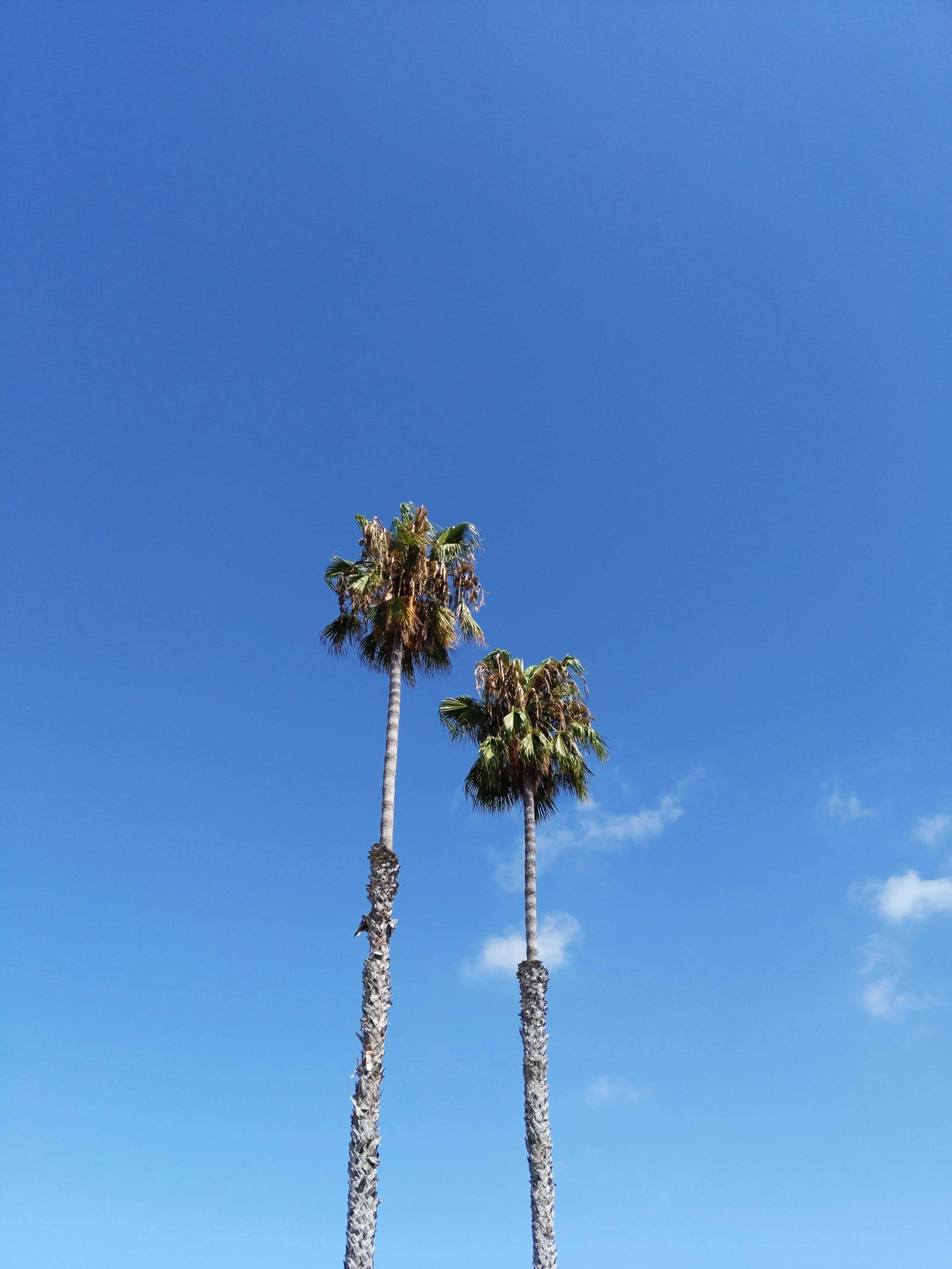 Cute Palm Tree 桌布 壁紙 — 兩棵高大的棕櫚樹伸向廣闊清澈的藍天，天空中有幾縷薄雲。