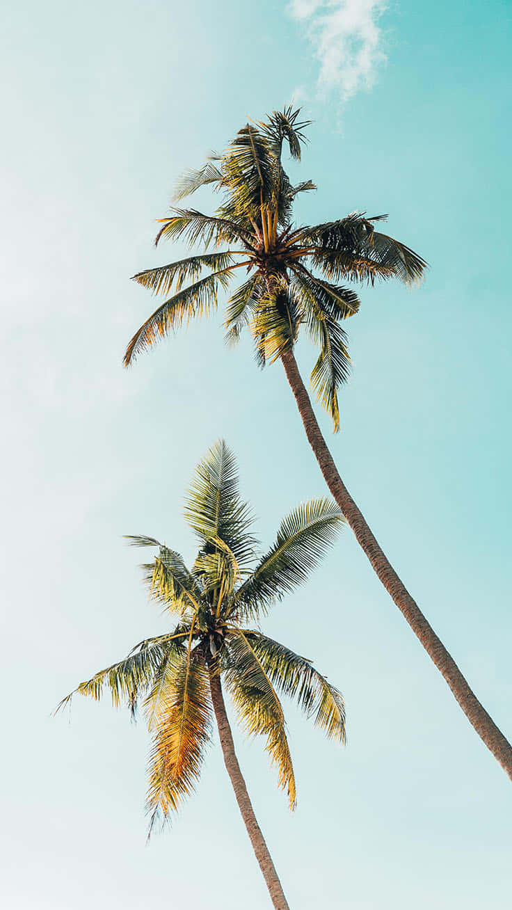 Cute Palm Tree 桌布 壁紙 — 兩棵高大的棕櫚樹在清澈的藍綠色天空和柔軟的白雲中輕輕搖曳。