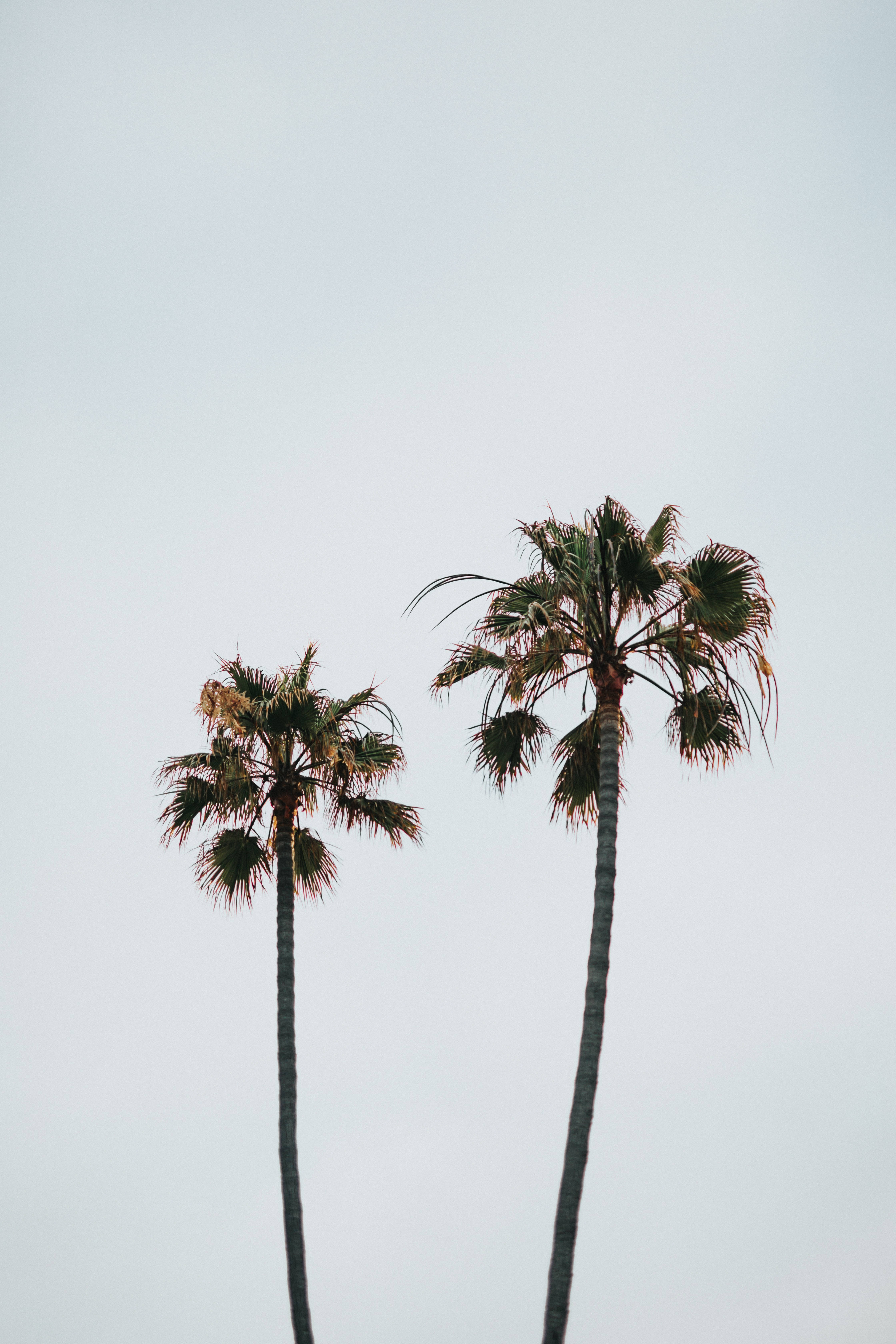Palm 桌布 壁紙 — 兩棵高大的棕櫚樹在蒼白的陰天中矗立，樹葉輕輕搖曳。
