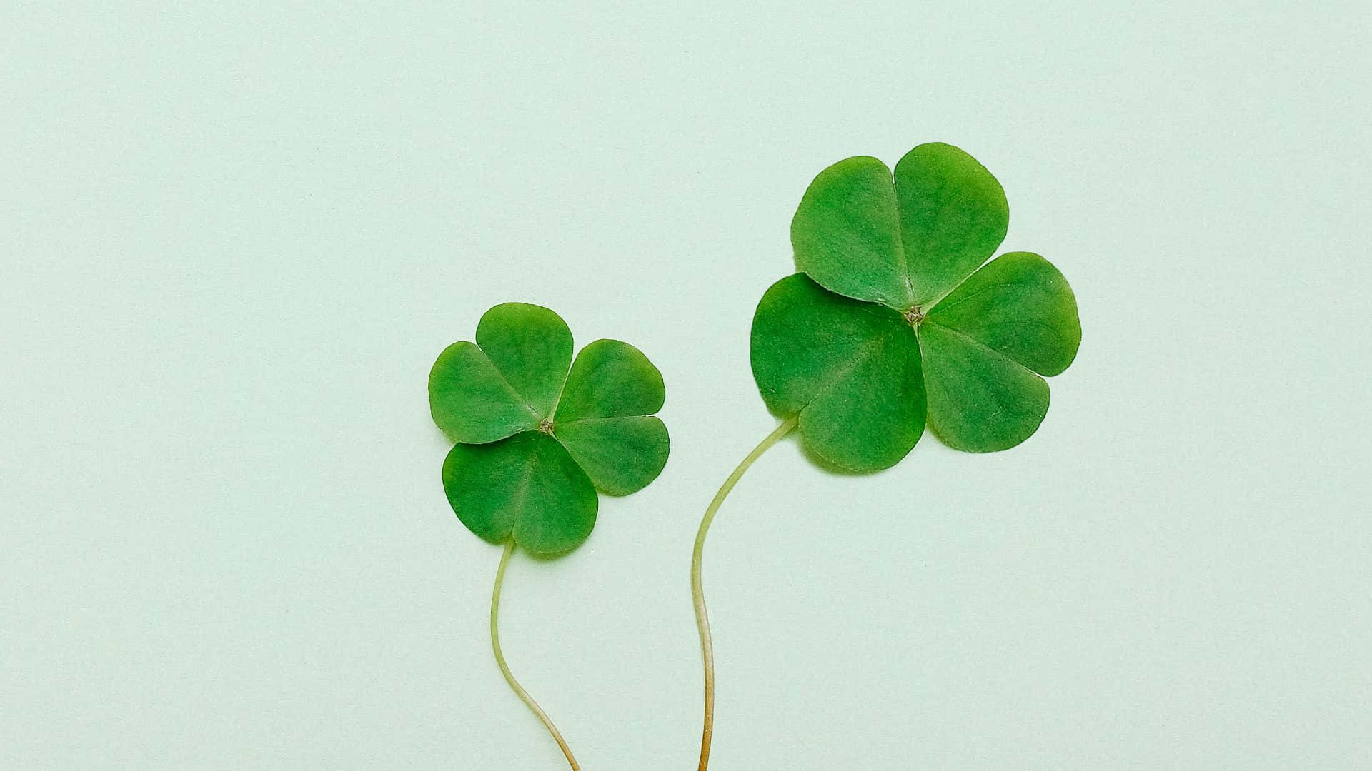 St Patrick's Day Zoom 桌布 壁紙 — 兩片充滿活力的綠色四葉草放在柔和的薄荷色背景上，象徵著幸運和自然寧靜的美。