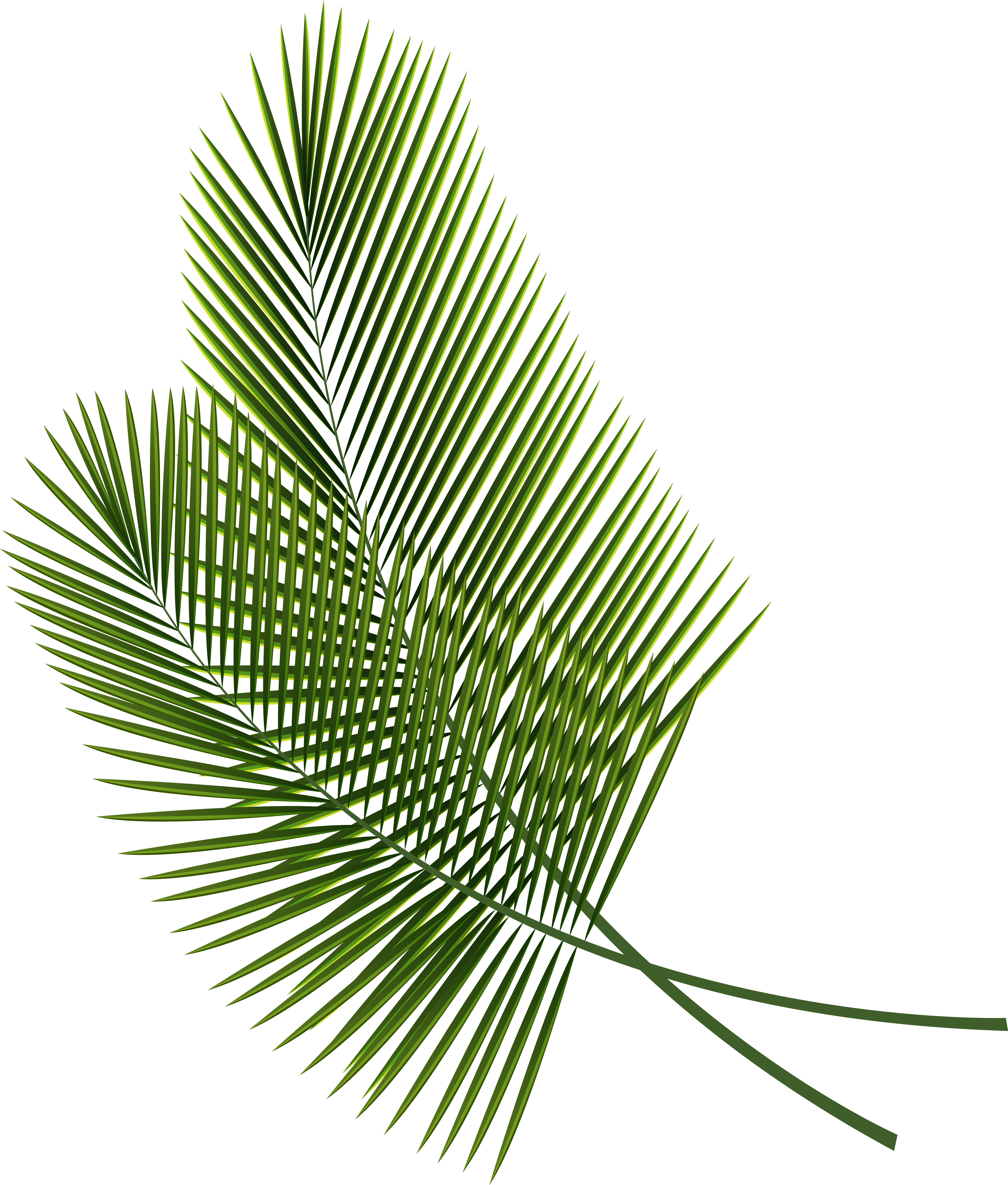 Tree Leaves 桌布 壁紙 — 兩片充滿活力的綠色棕櫚葉，帶有尖銳的小葉，與純黑色背景形成鮮明對比。