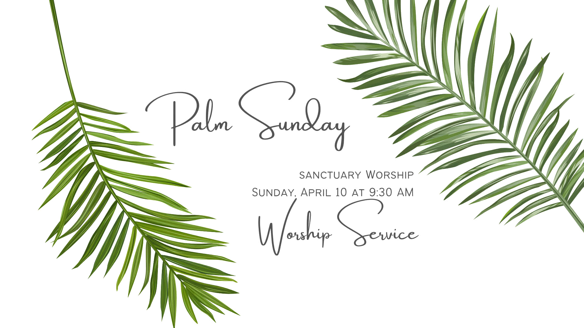Palm Leaves 桌布 壁紙 — 兩片充滿活力的綠色棕櫚葉框住優雅的手寫體文字，在潔白背景上宣佈棕枝主日崇拜聚會。