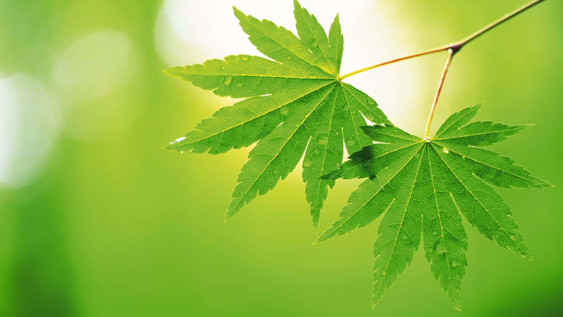 葉子 桌布 壁紙 — 兩片充滿活力的綠色楓葉在柔和模糊的綠色背景下閃爍著露珠。