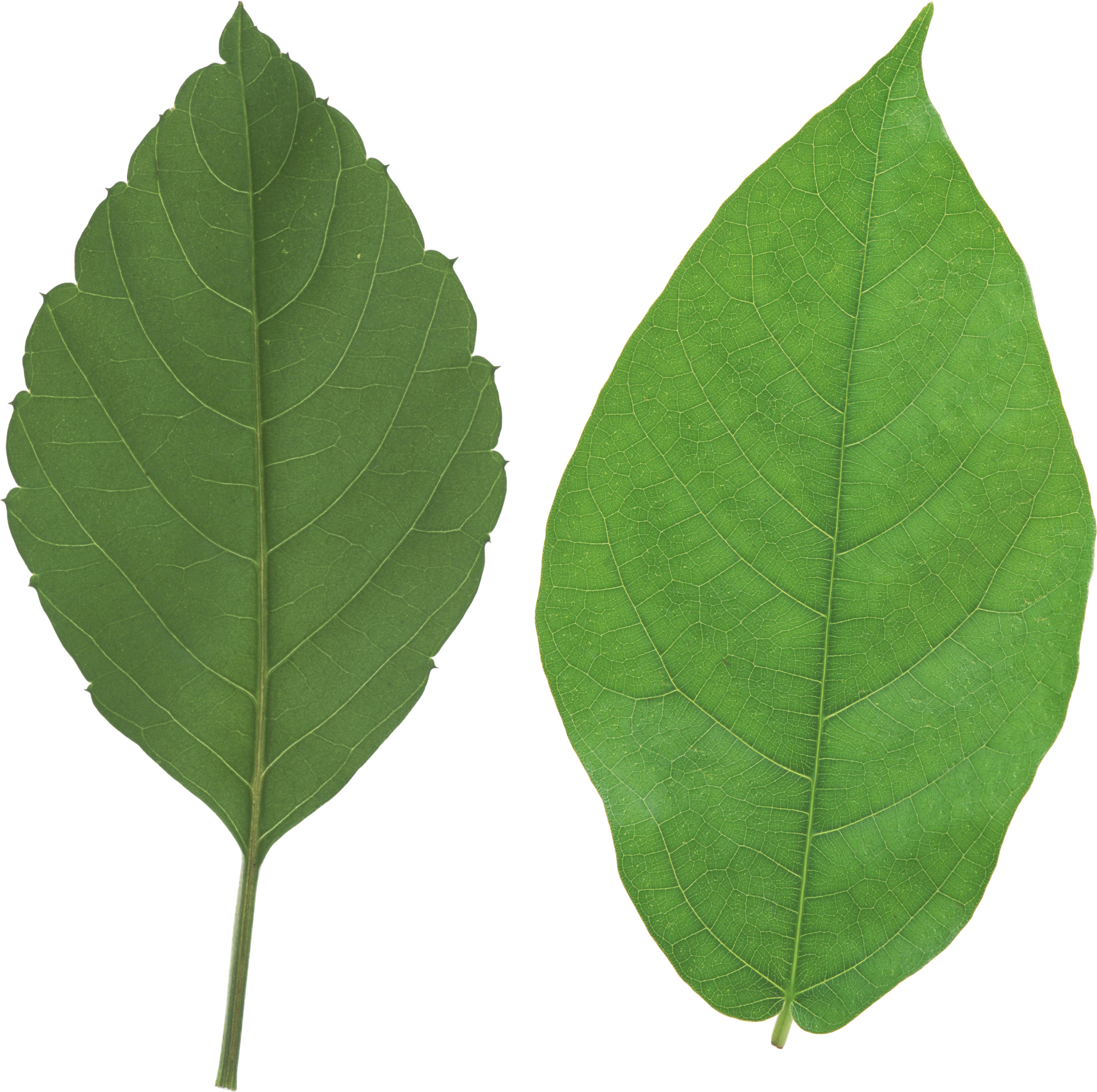 Tree Leaves 桌布 壁紙 — 兩片充滿活力的綠色葉子，帶有細緻的葉脈，在純黑背景上孤立呈現。