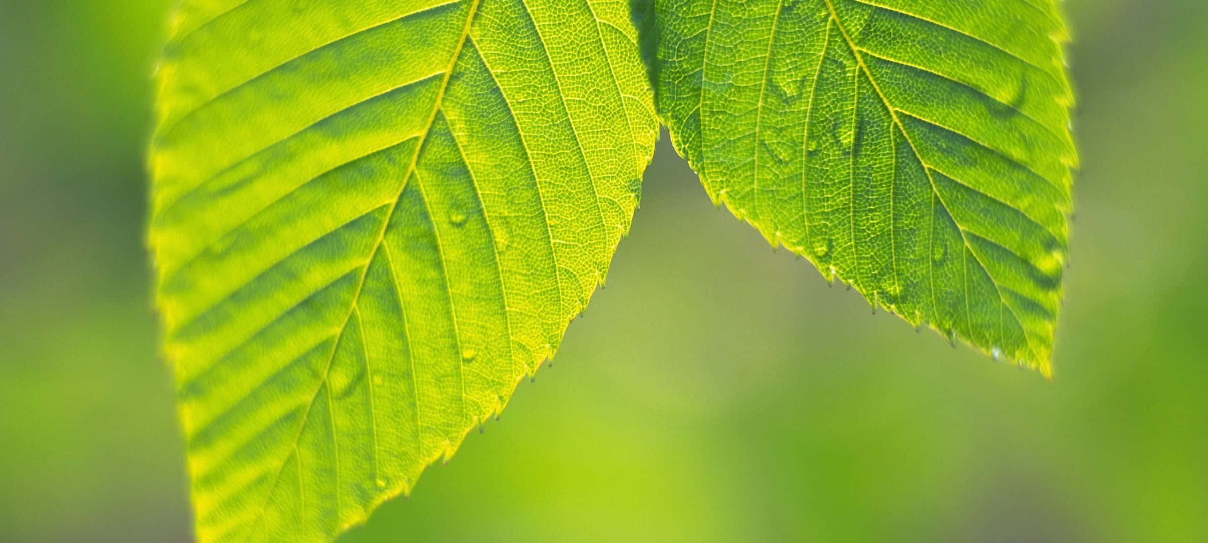 2400x1080 桌布 壁紙 — 兩片充滿活力的綠色葉子帶有露珠，在柔和陽光下閃閃發光，背景是模糊的自然景色。