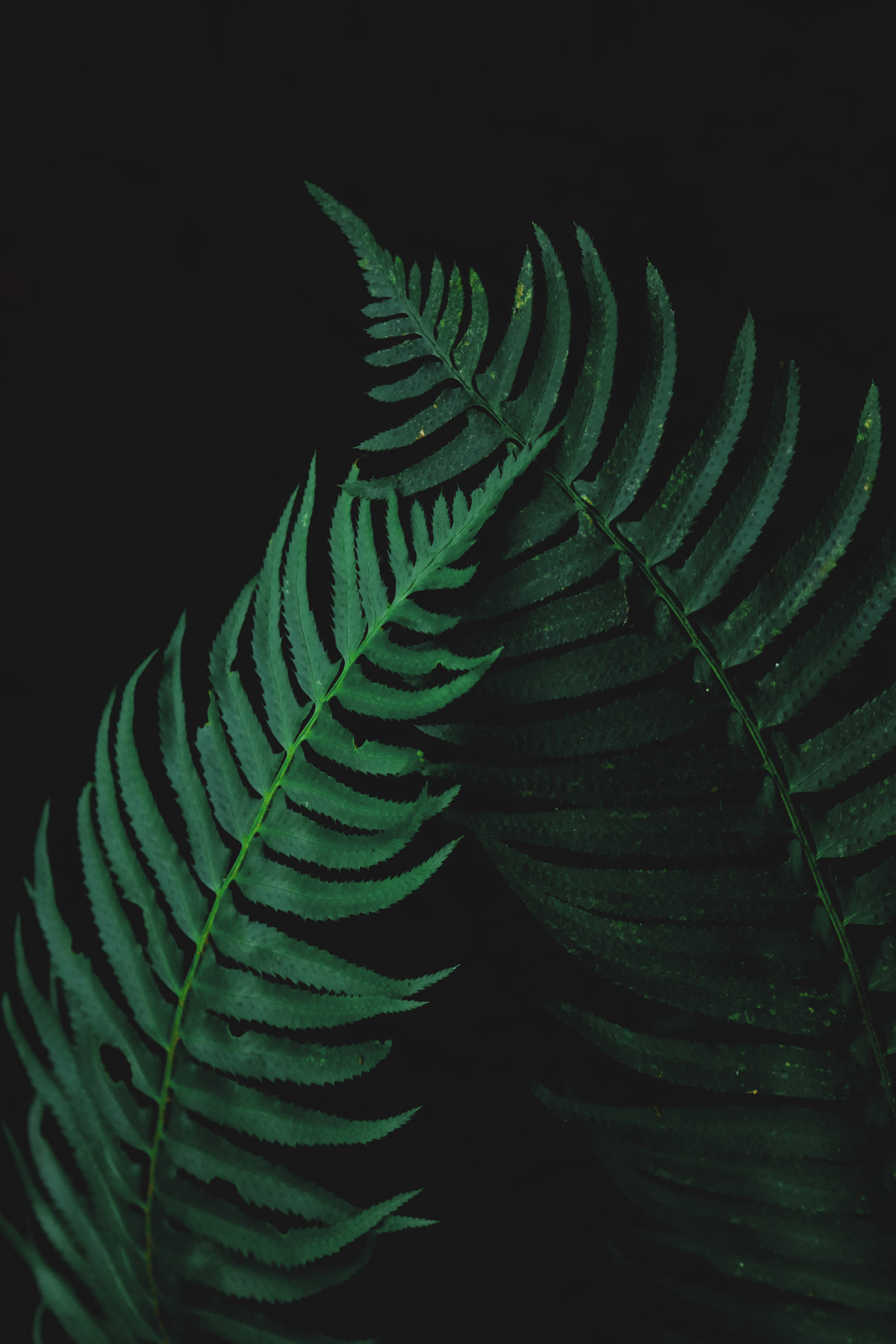 Dim 桌布 壁紙 — 兩片充滿活力的綠色蕨葉，帶有複雜的小葉，與深黑色背景形成鮮明對比。