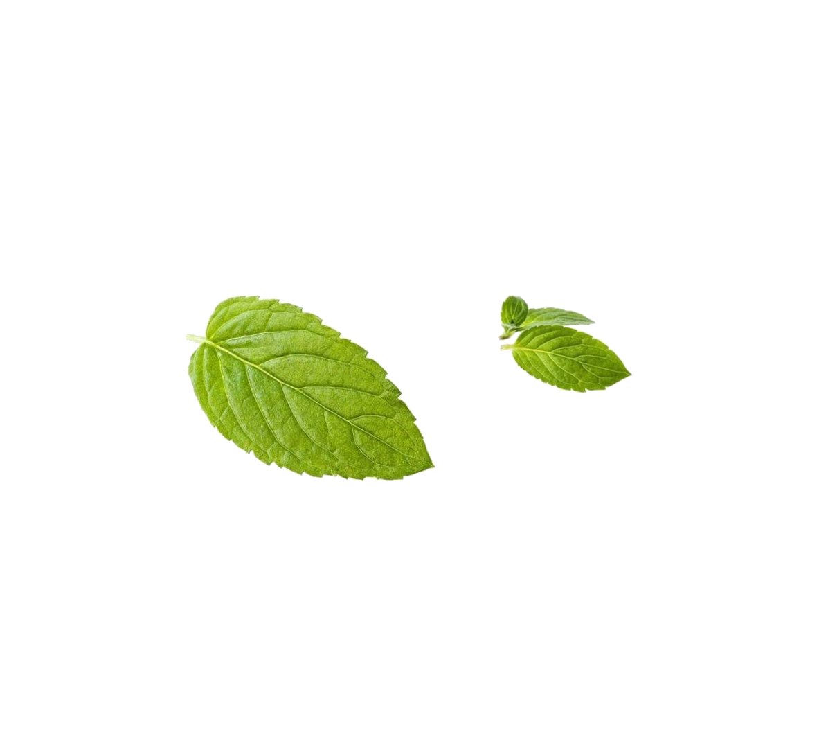 薄荷 桌布 壁紙 — 兩片充滿活力的綠色薄荷葉，邊緣呈鋸齒狀，葉脈清晰可見，孤立在純白色背景上。