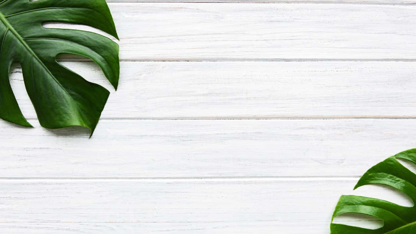 1366x768 桌布 壁紙 — 兩片充滿活力的綠色龜背竹葉框住一個乾淨的白色木質表面，帶有自然紋理和柔和陰影。