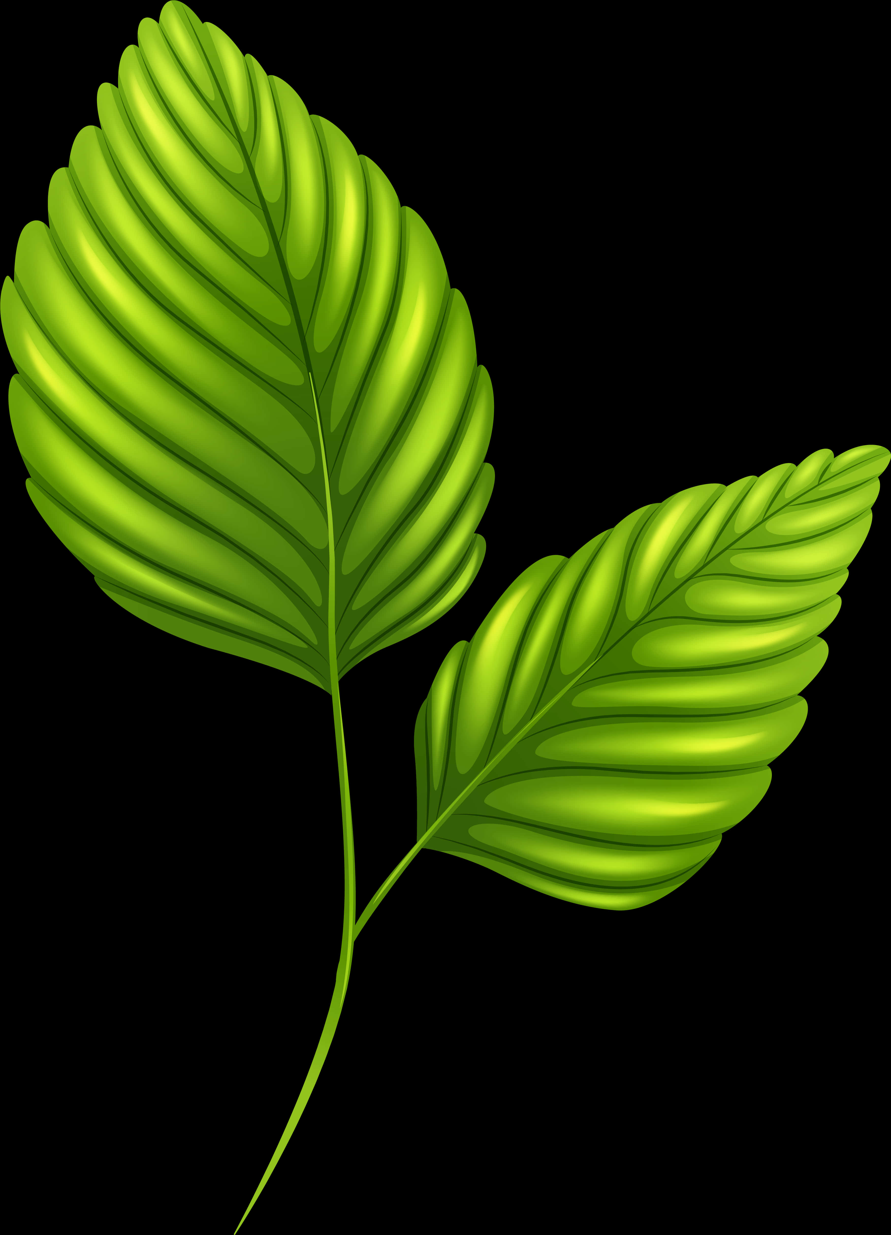 Tree Leaves 桌布 壁紙 — 兩片帶有明顯葉脈的光澤綠葉在純黑背景上發光。