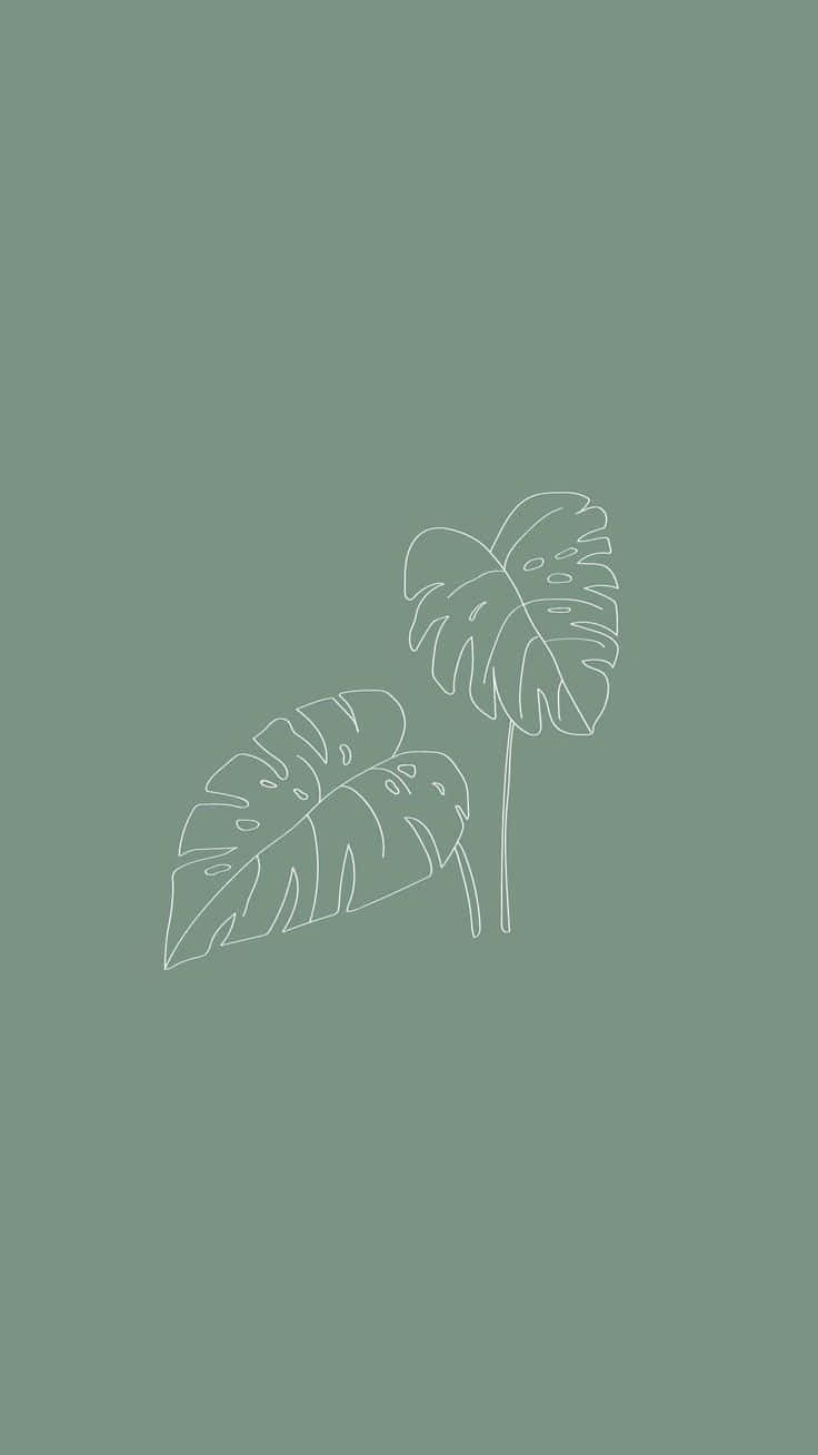 背景 桌布 壁紙 — 兩片極簡白色輪廓龜背竹葉漂浮在純色鼠尾草綠色背景上。