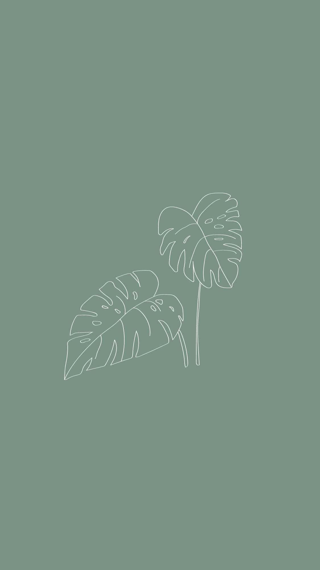 Sage 桌布 壁紙 — 兩片極簡白色輪廓龜背竹葉漂浮在純鼠尾草綠色背景上。
