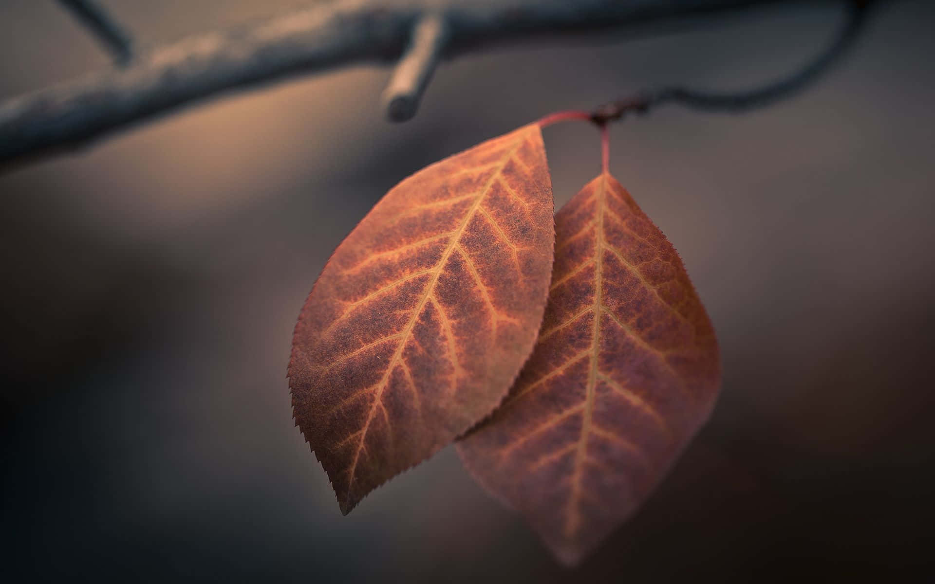 Brown Leaves 桌布 壁紙 — 兩片琥珀色葉子帶有複雜的葉脈，從光禿的樹枝上優雅地垂下，背景是柔和模糊的暮色。