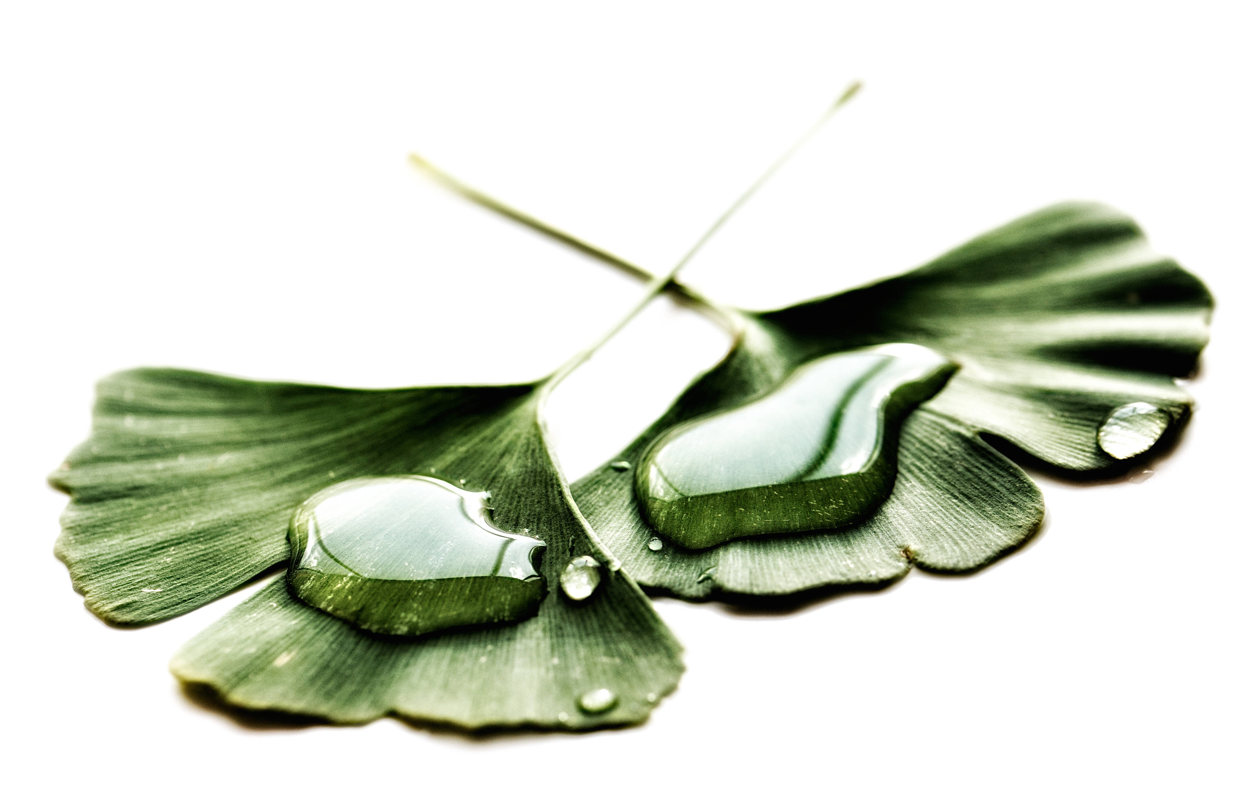 Droplets 桌布 壁紙 — 兩片銀杏葉上掛著閃閃發亮的水珠，襯托在純白背景上。