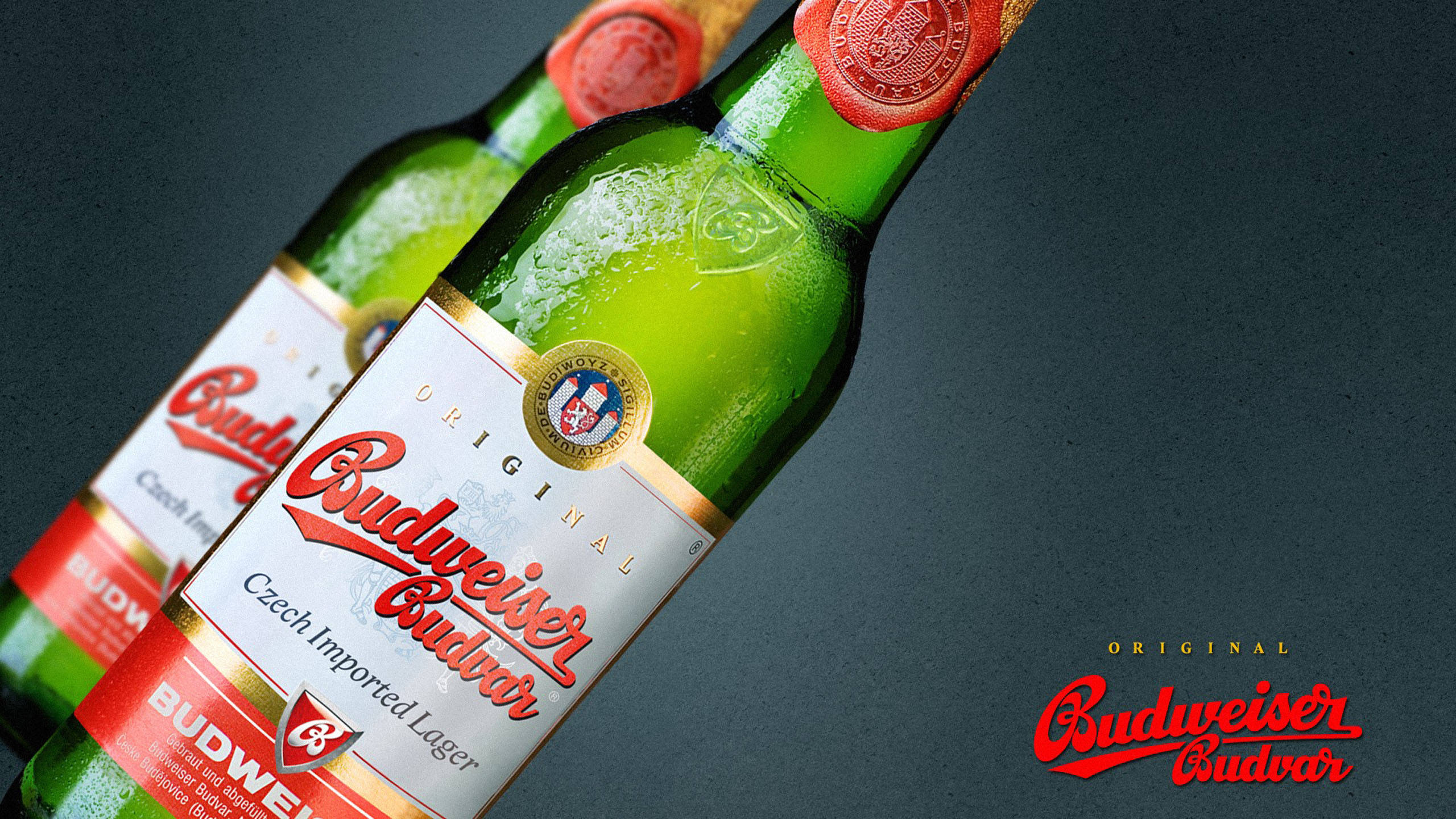 Beer 桌布 壁紙 — 兩瓶冰鎮的Budweiser Budvar啤酒瓶，帶有冷凝水珠，在深灰色背景上閃閃發光。