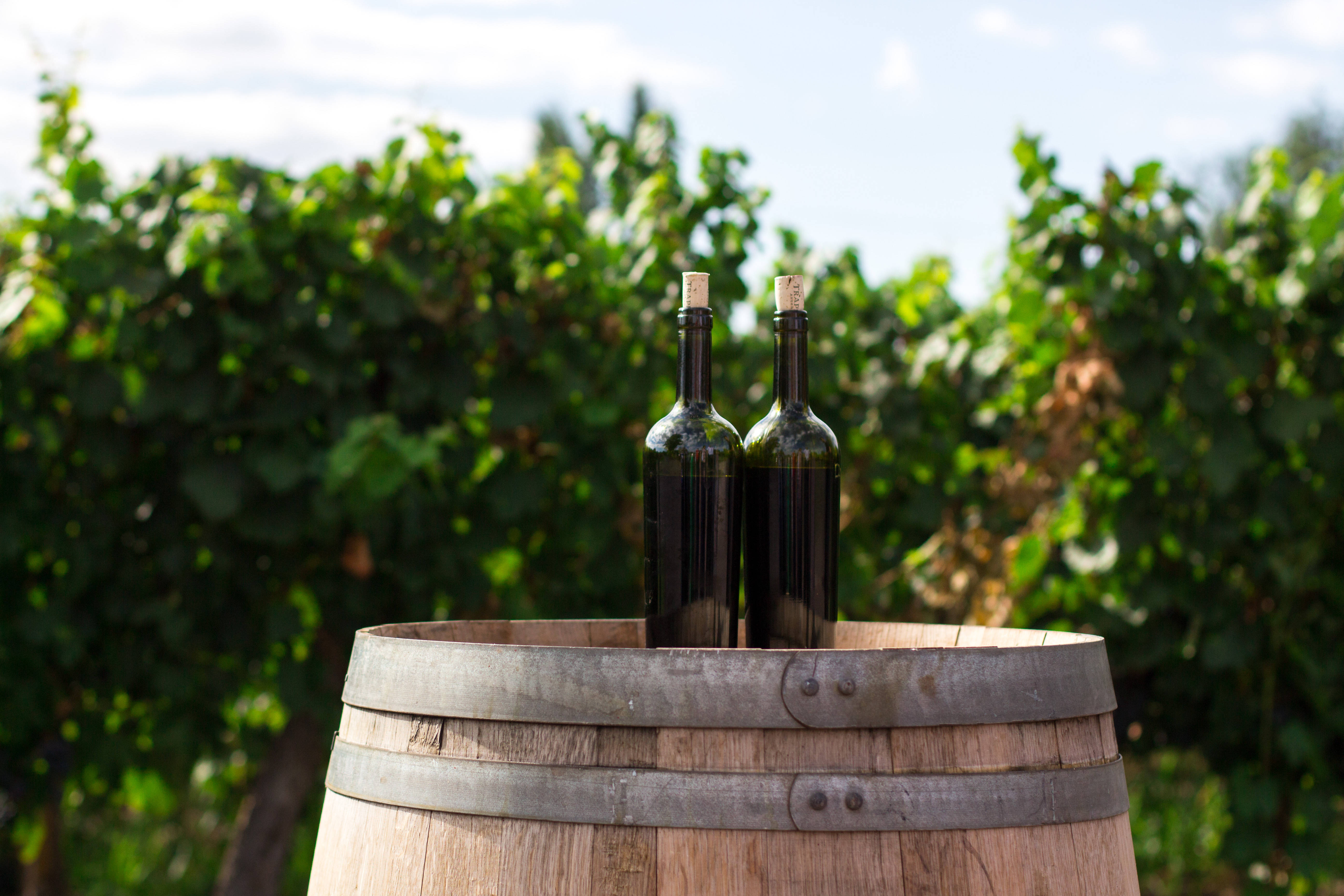 drinking wine 桌布 壁紙 — 兩瓶深色葡萄酒放在一個風化的木桶上，位於陽光明媚的葡萄園中，周圍是茂盛的綠色藤蔓。