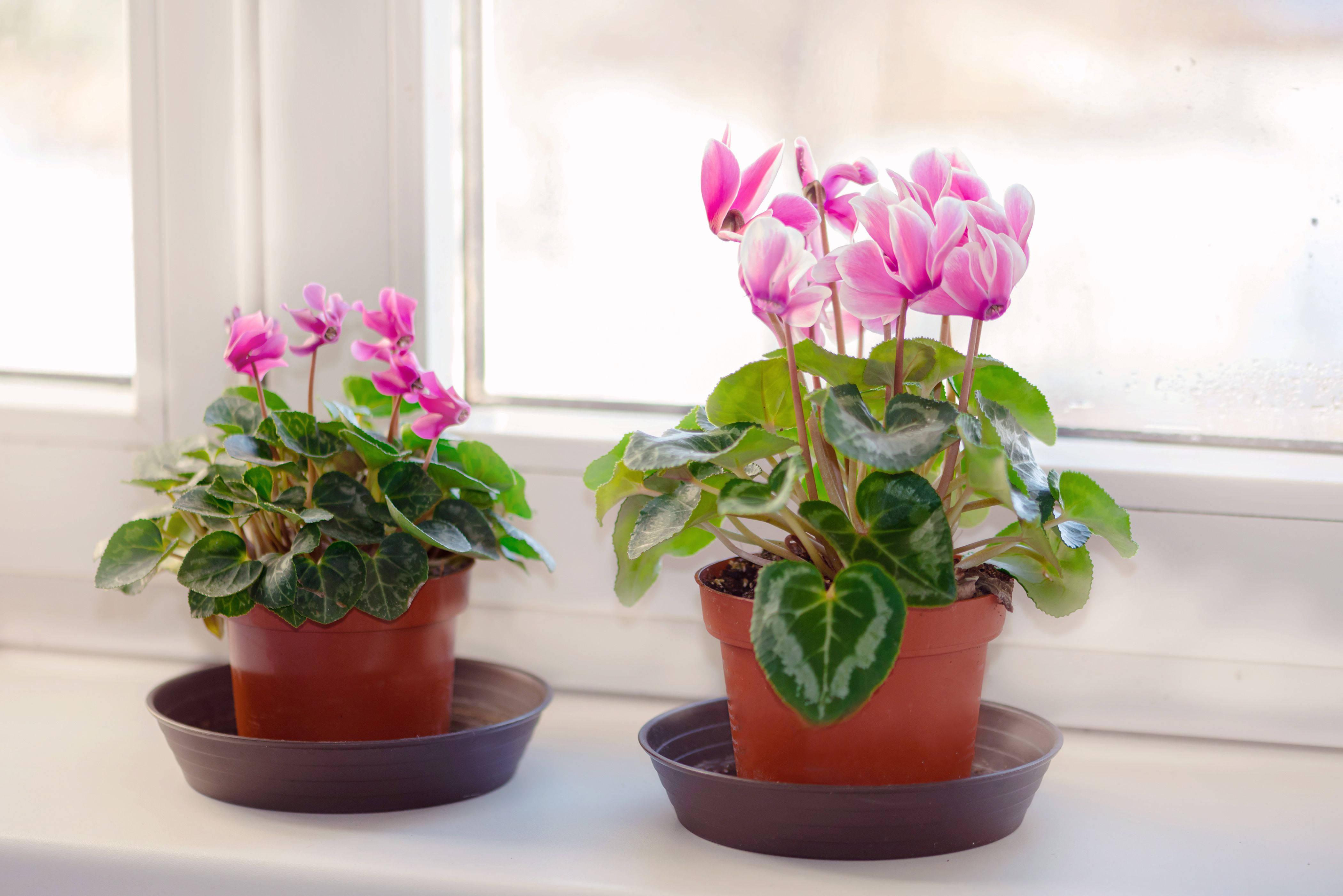 Cyclamen 桌布 壁紙 — 兩盆盆栽仙客來，開著粉紅色花朵，葉片有斑紋，放在灑滿柔和自然光的窗台上。
