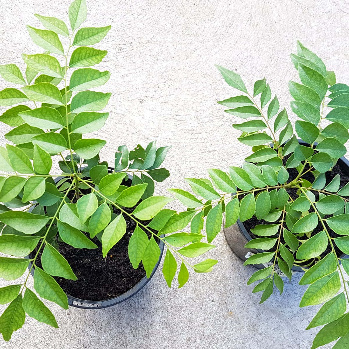 葉子 桌布 壁紙 — 兩盆盆栽咖哩葉植物，帶有鮮綠色複葉，放在淺灰色混凝土表面上。
