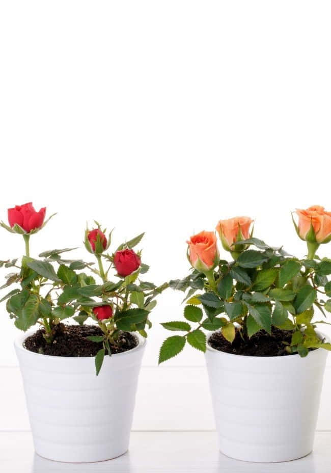 Miniature Roses 桌布 壁紙 — 兩盆盆栽玫瑰植物，一盆開紅色花，另一盆開蜜桃色花，襯以明亮的白色背景。
