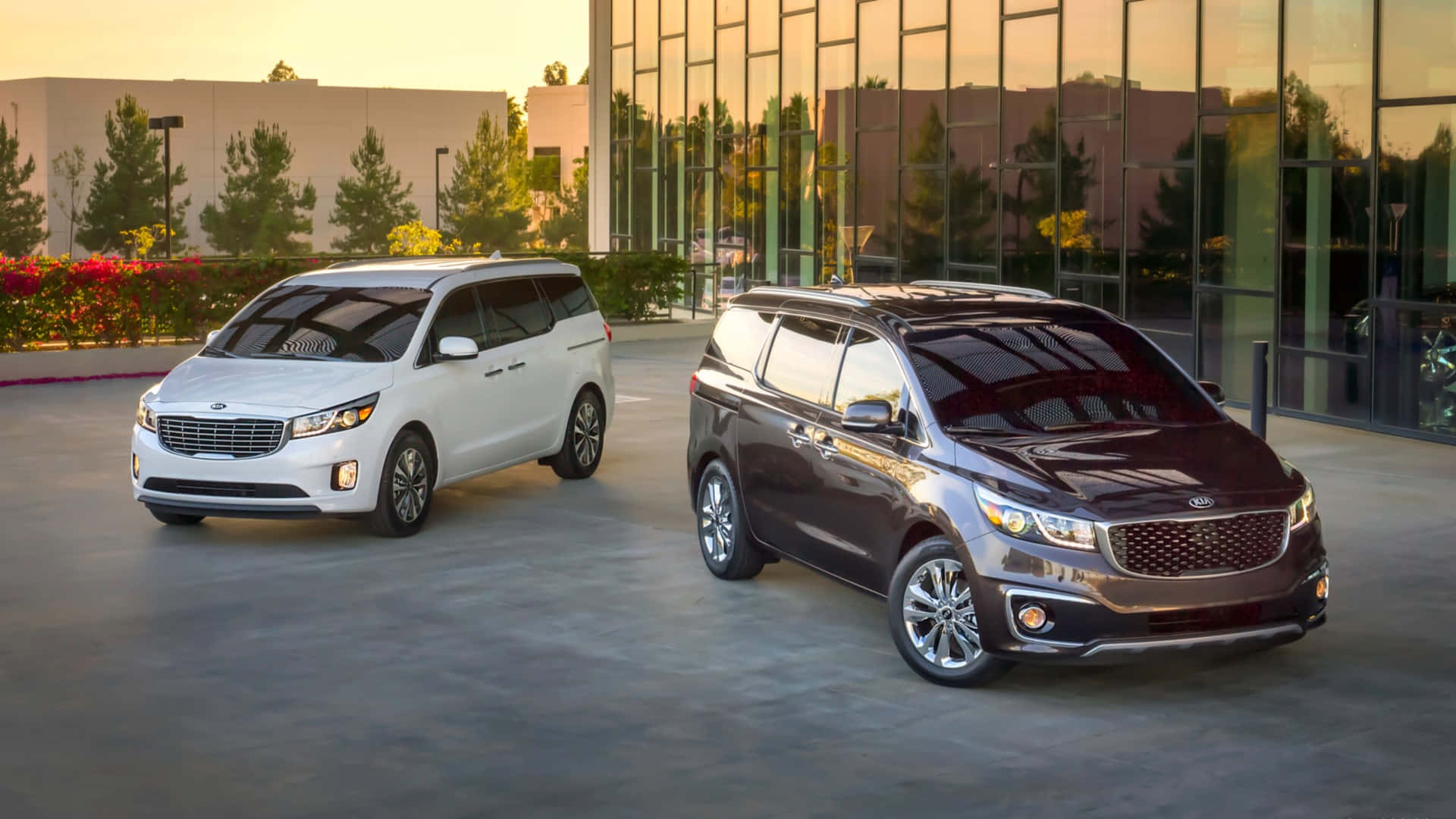 Kia Sedona 桌布 壁紙 — 兩輛白色和栗色的Kia小型貨車在黃金時段停在一棟玻璃建築前。